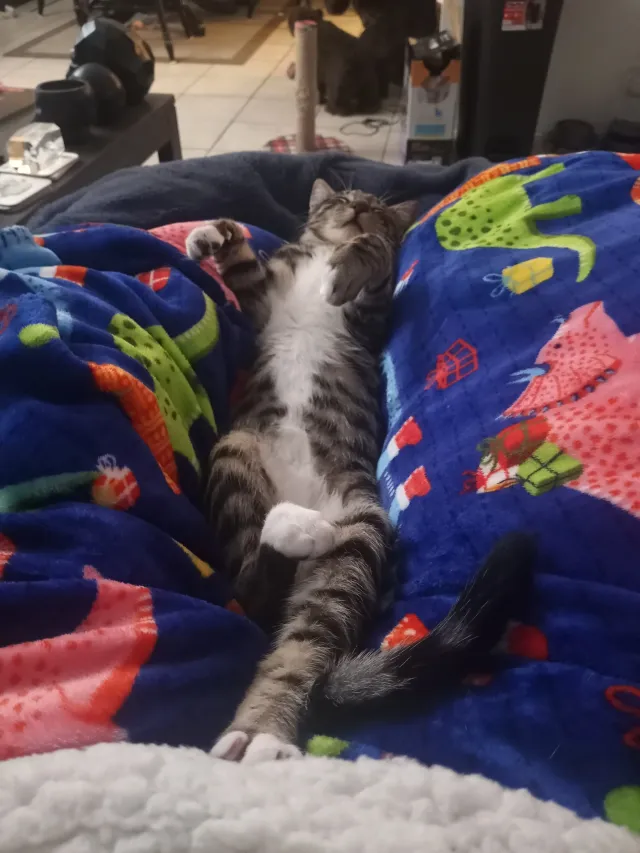 Tigger - Los Viveros, Mission Viejo