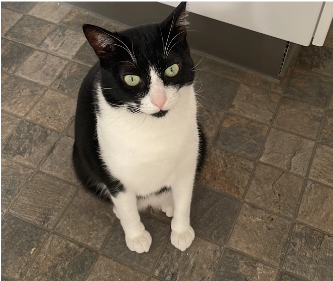 Panda - Calle Mar de China 11, El Puerto de Santa María