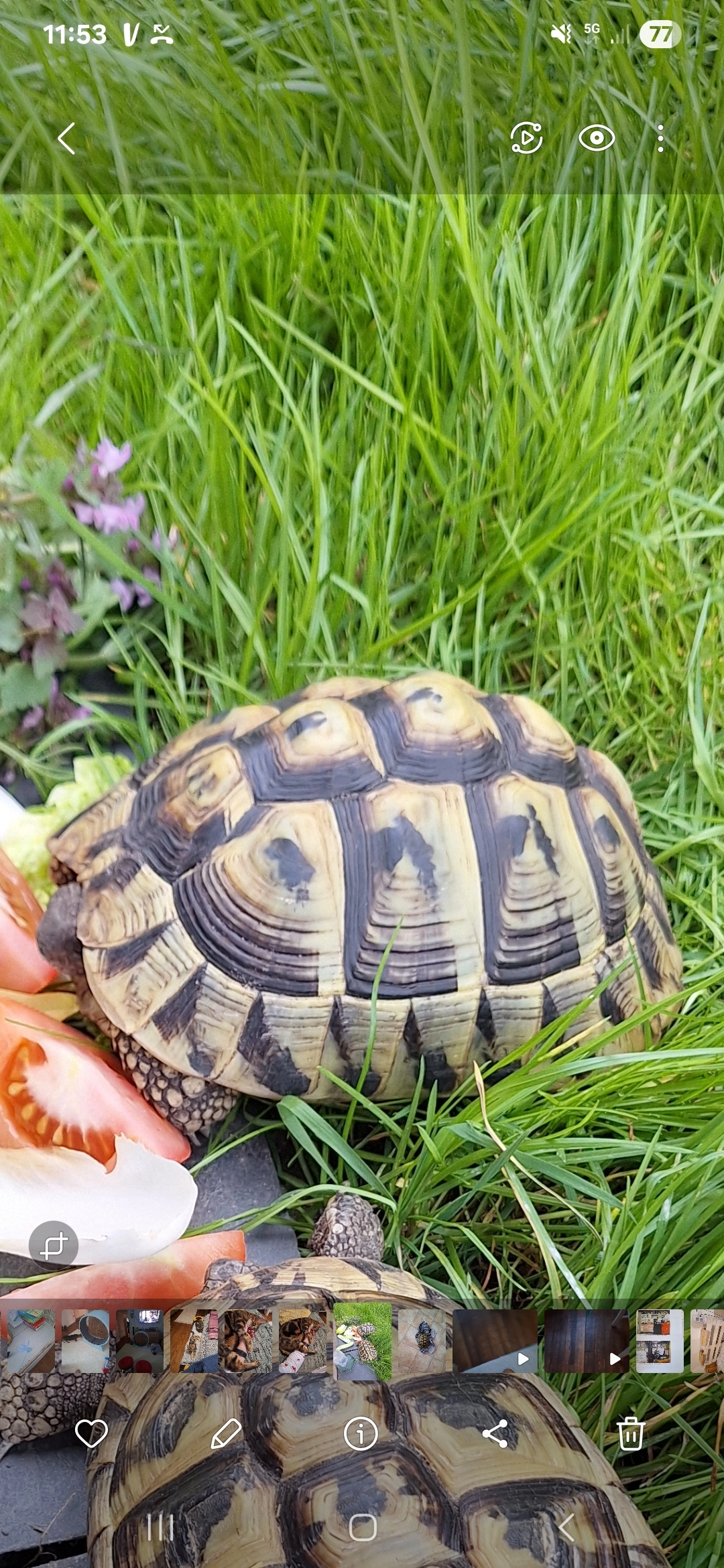 Cocinnelle  - 4 Rue Lombardy, Bitry