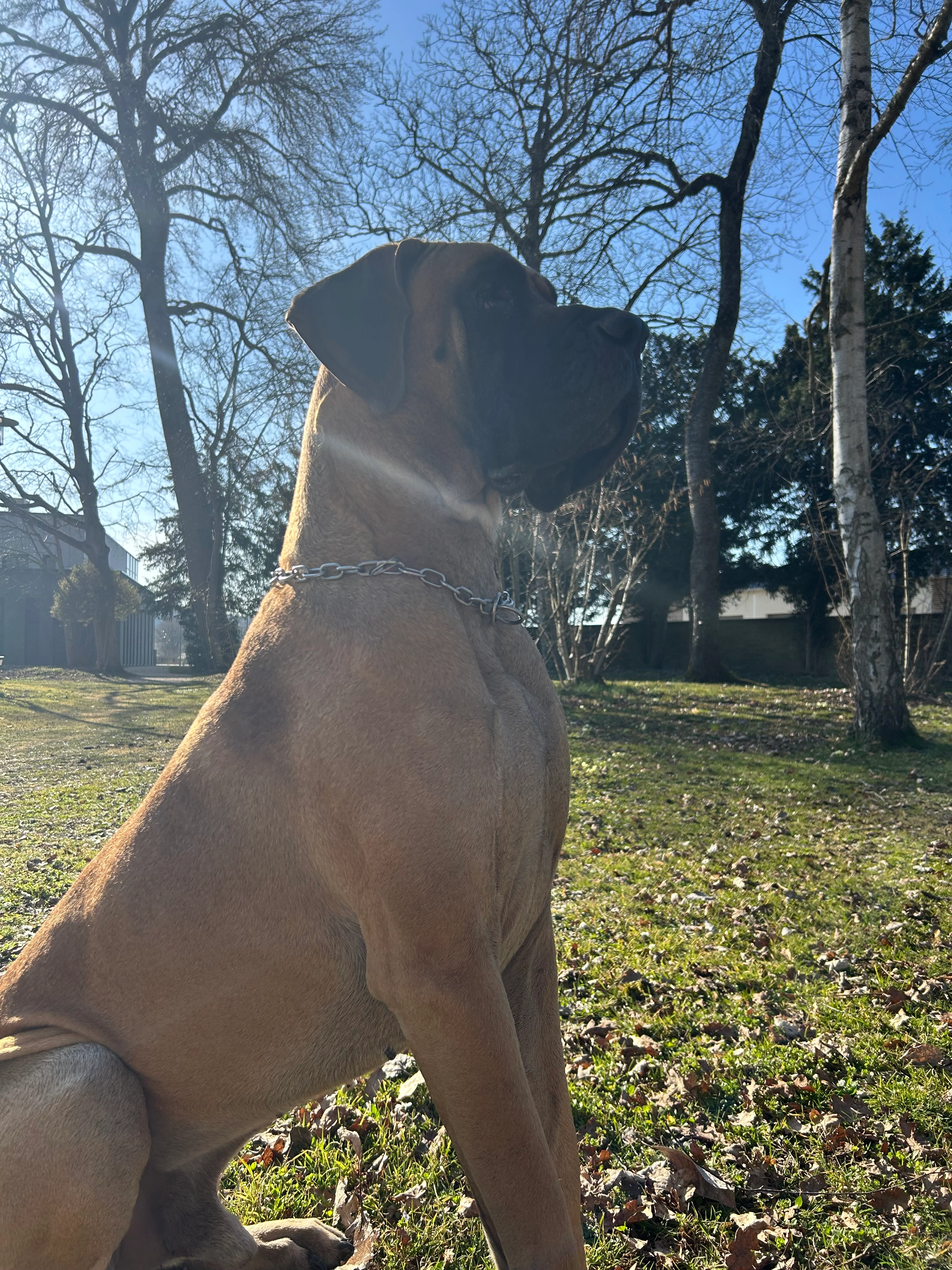 Maui - 26 Rue Charles Lallement, Venarey-les-Laumes