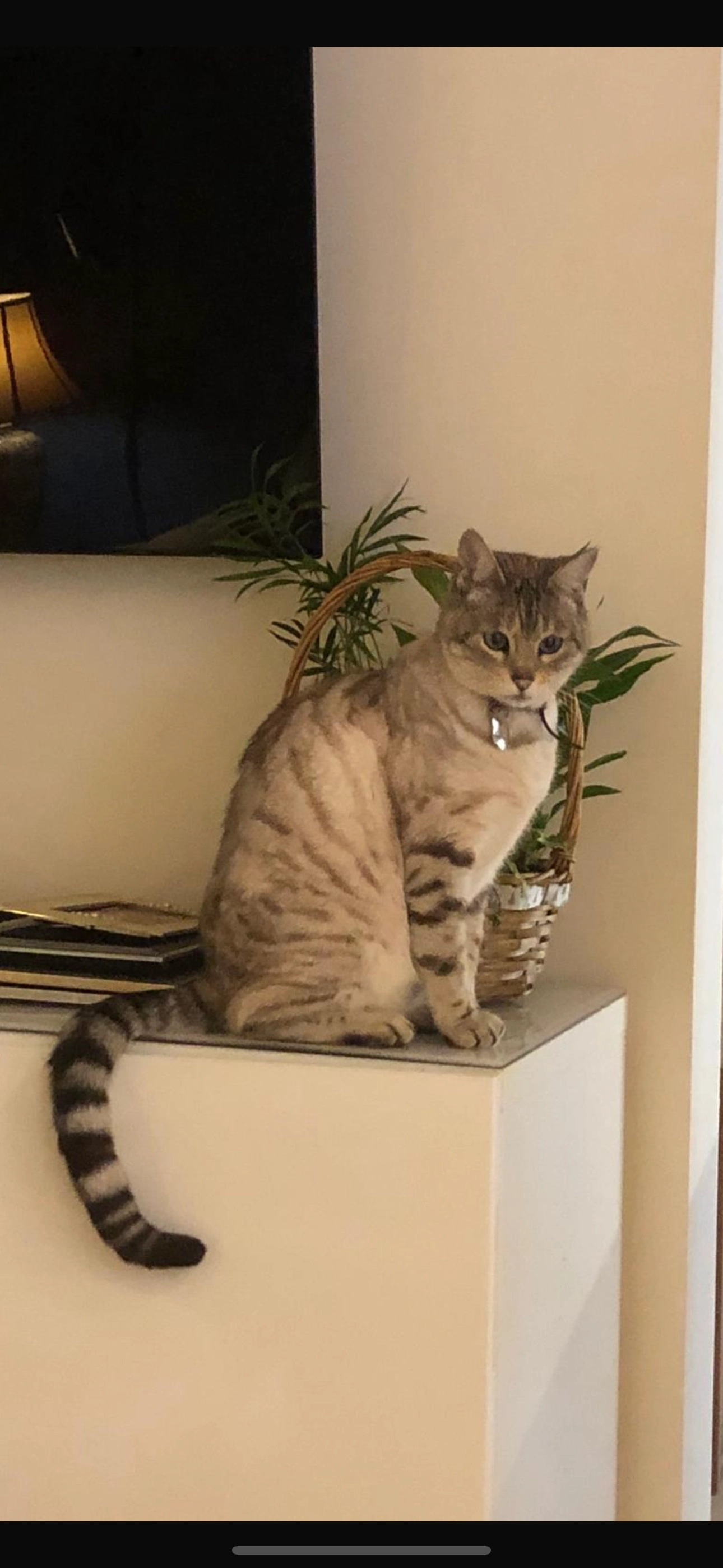 Halle - Harewood Gardens, South Croydon