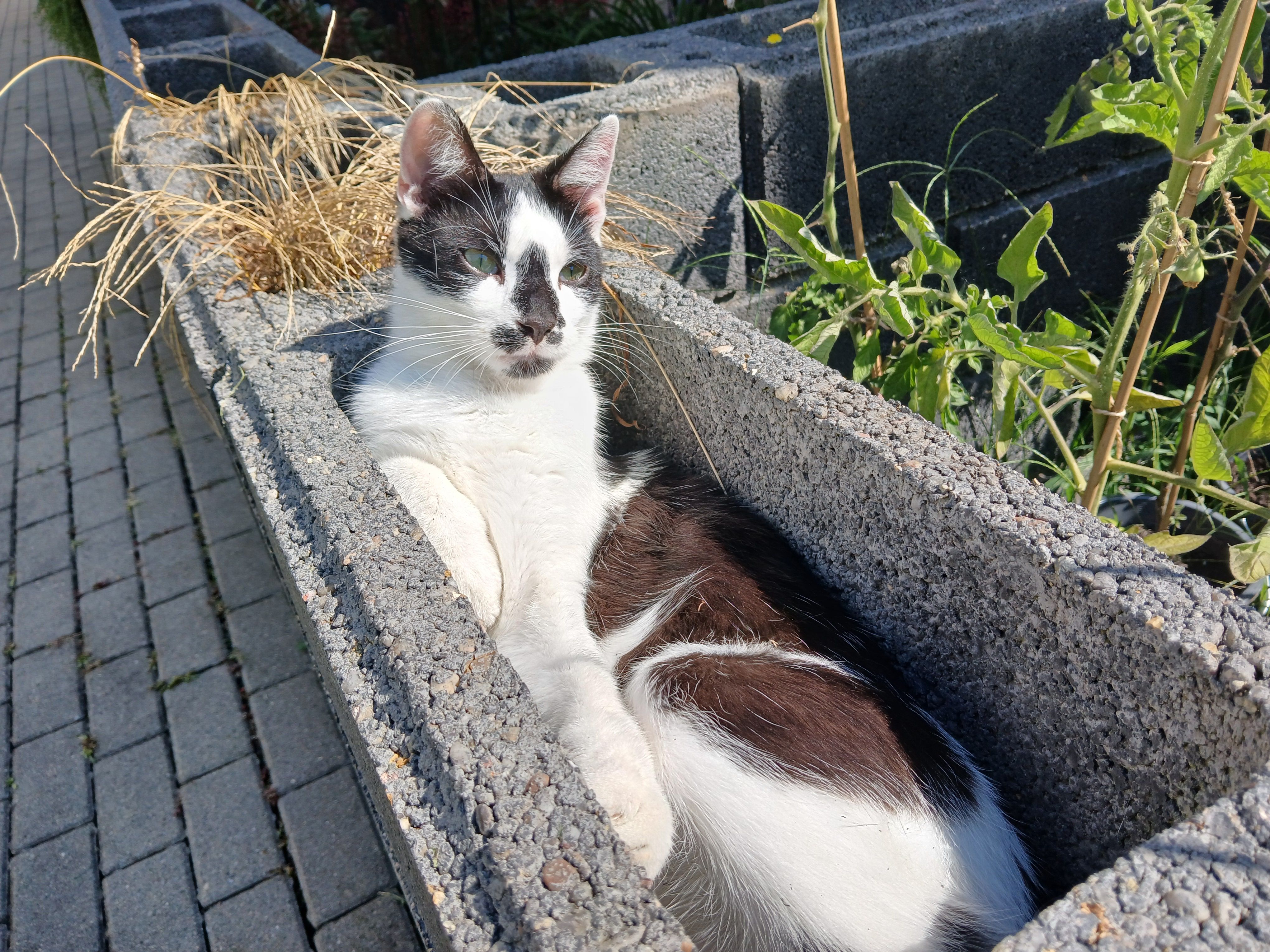 Morle - Böttgerstraße 4, Meißen