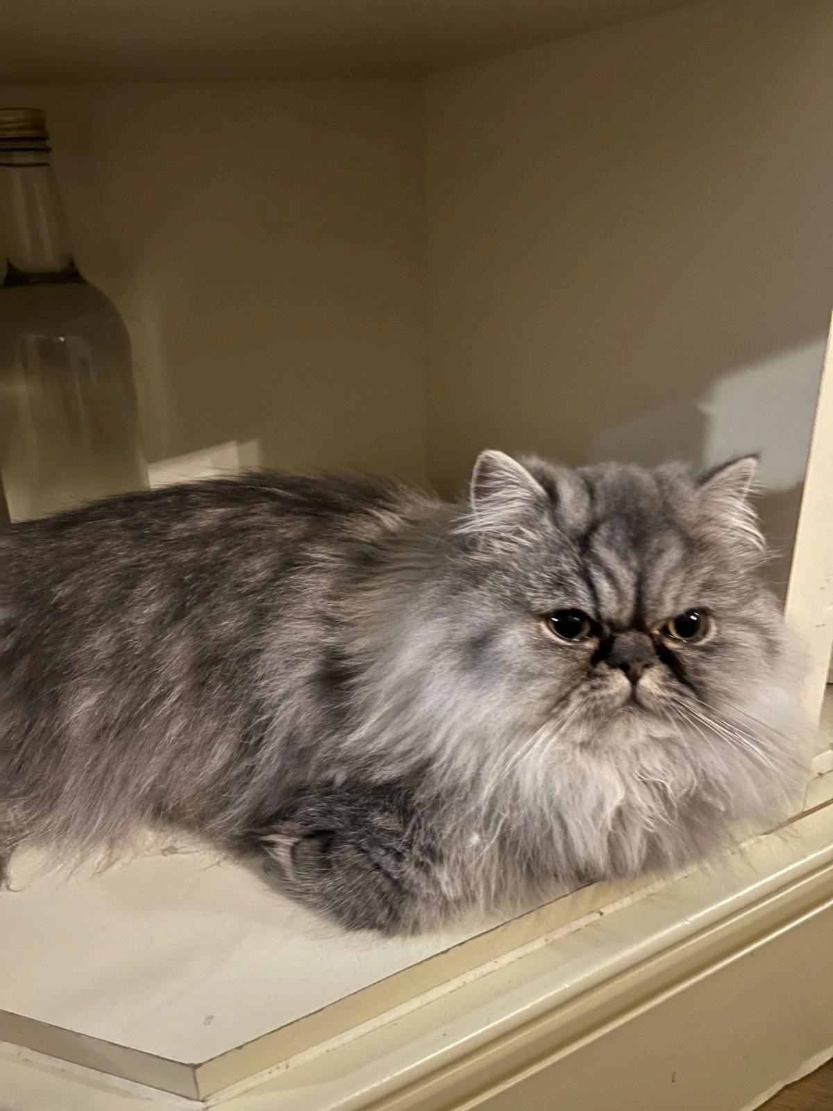 Luna - Fell View, Preston