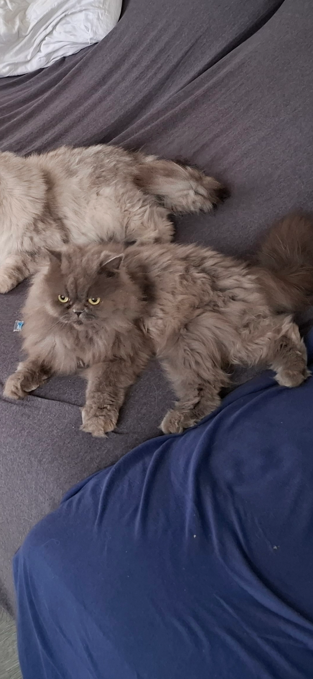 Silver ( gris gris) - 27200, Vernon