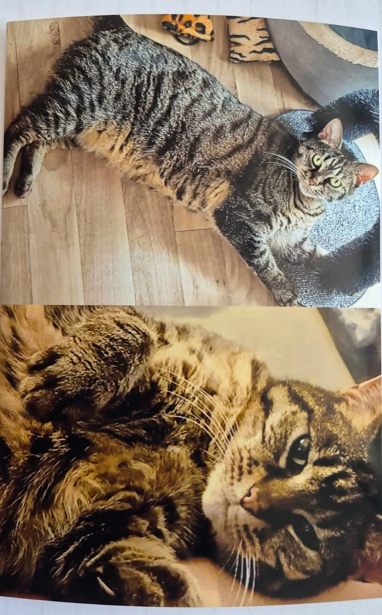 Teddy - Marienborner Straße, Wolfsburg