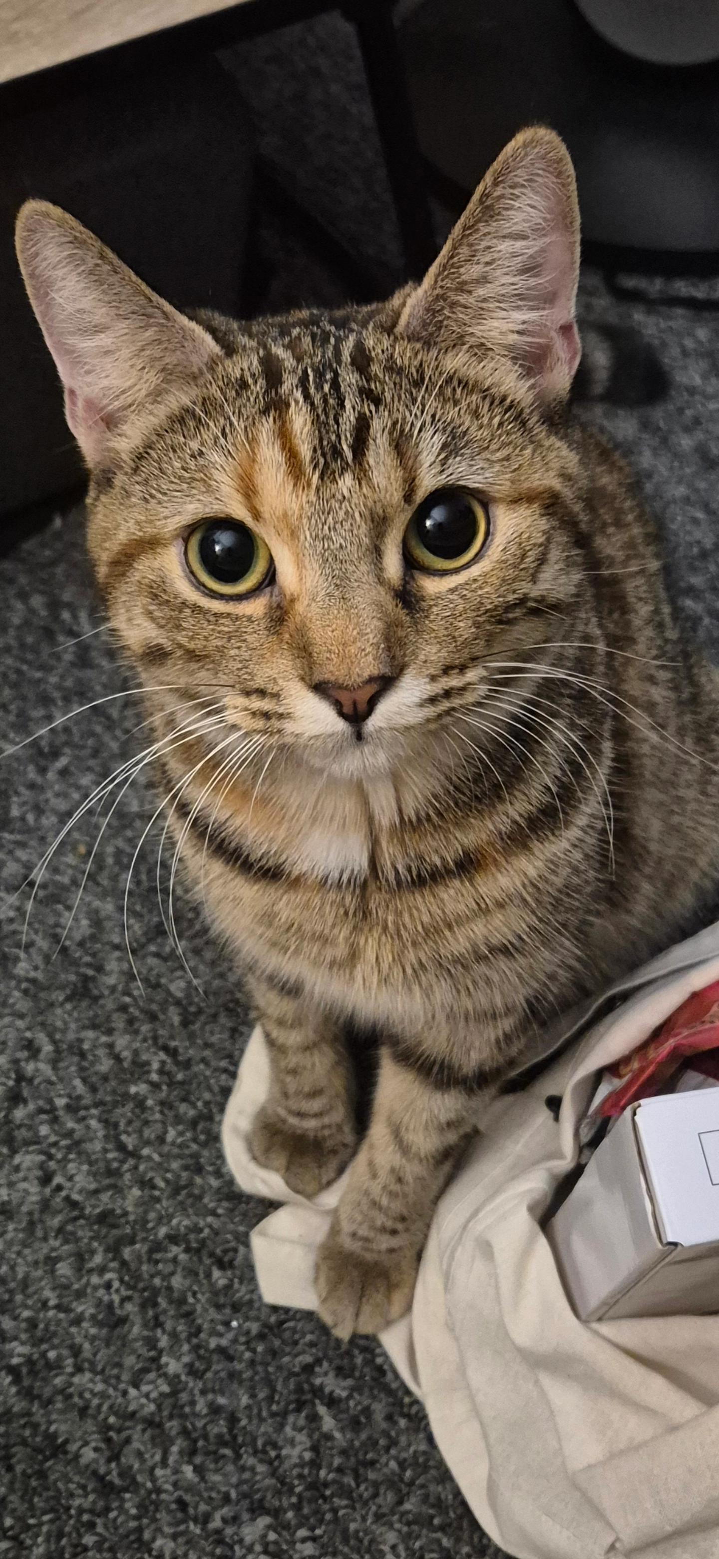 Belle - Staverton Road, Reading