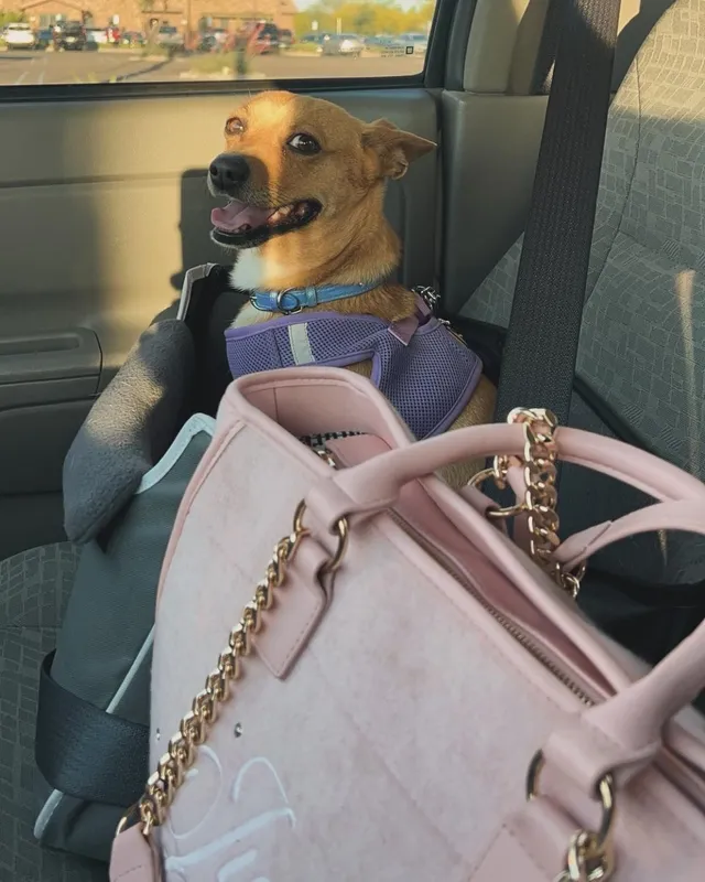Juni  - West Sweetwater Avenue, Peoria