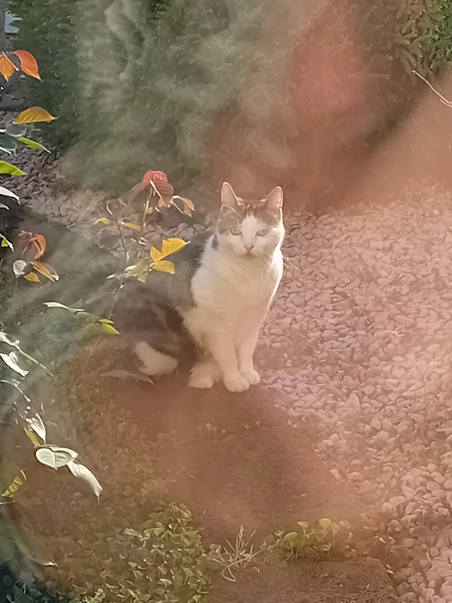 Mia - Via Legnazzi, Parona