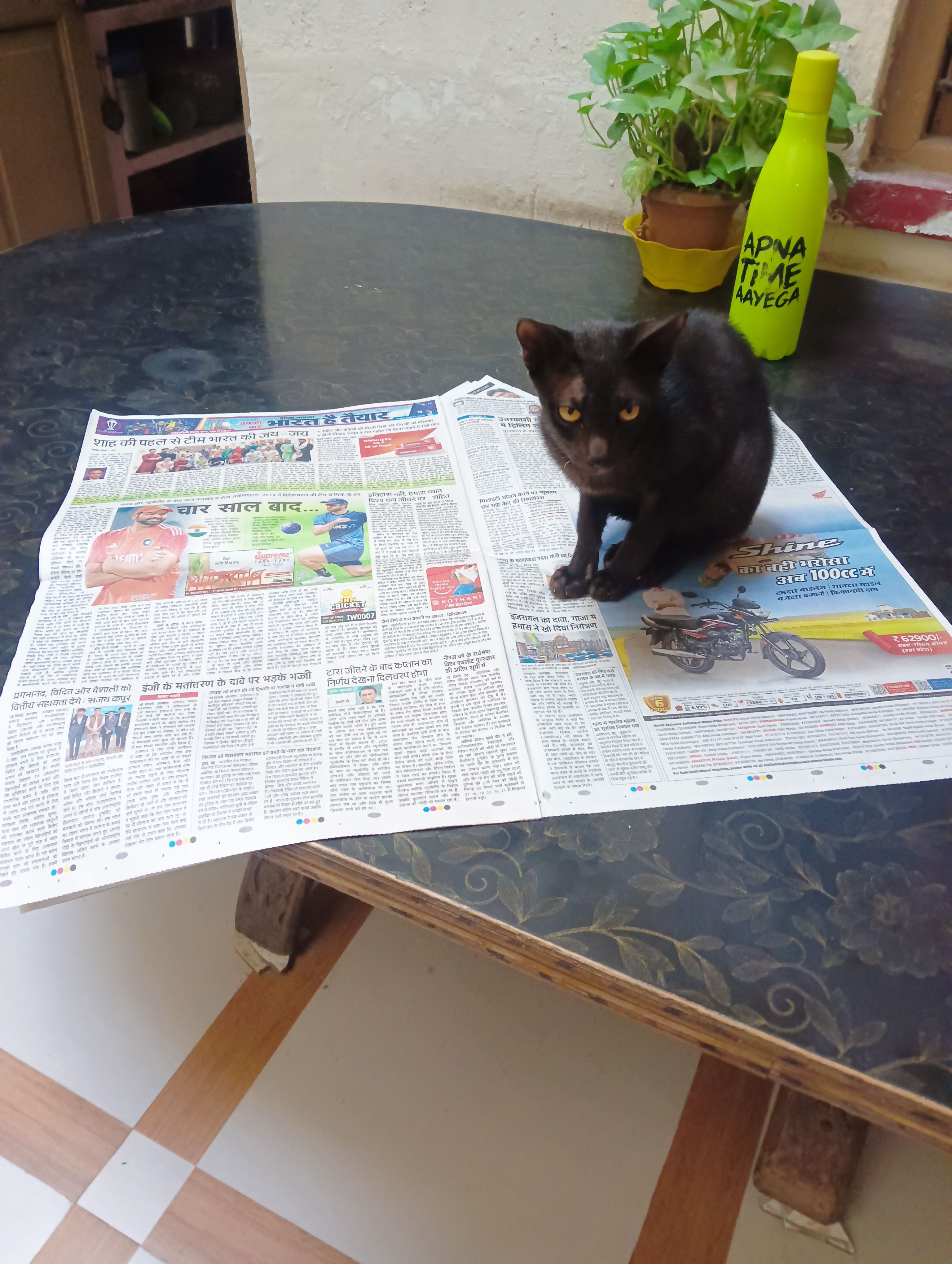 Missing Cat - Ashok Nagar, Kanpur