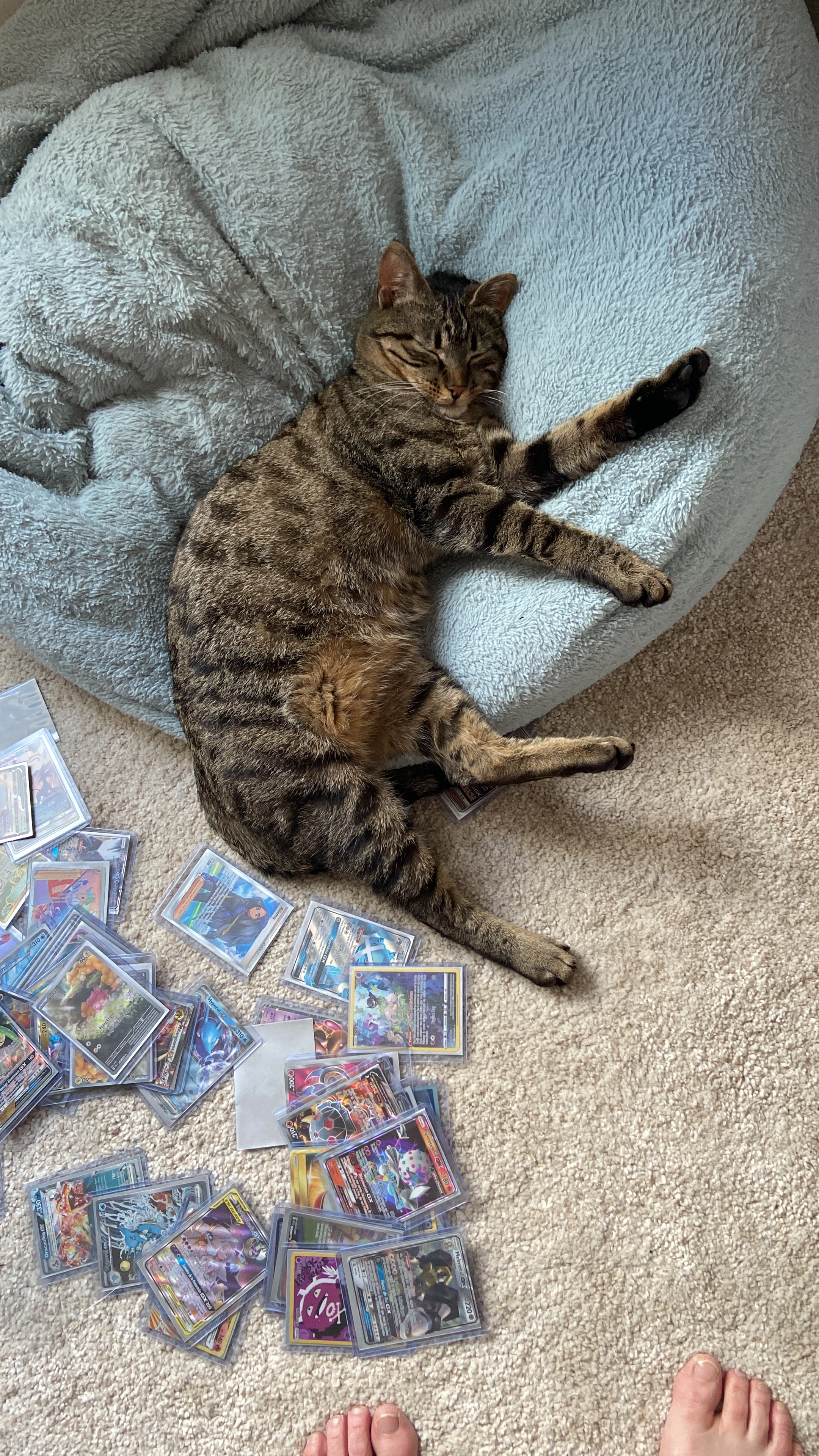 Ruby - 78370, Plaisir