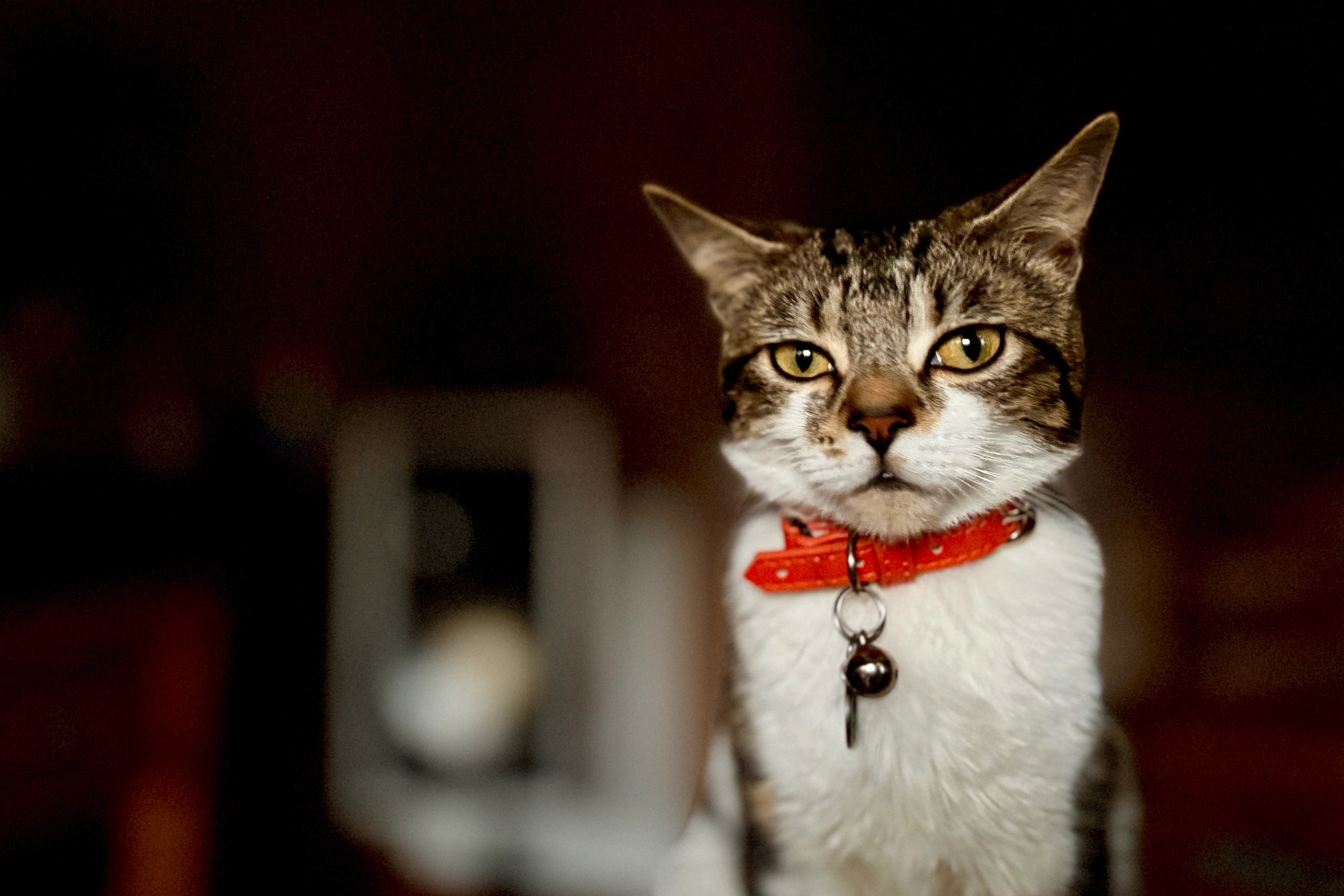 Bonnie - Lulworth Avenue, Blackpool
