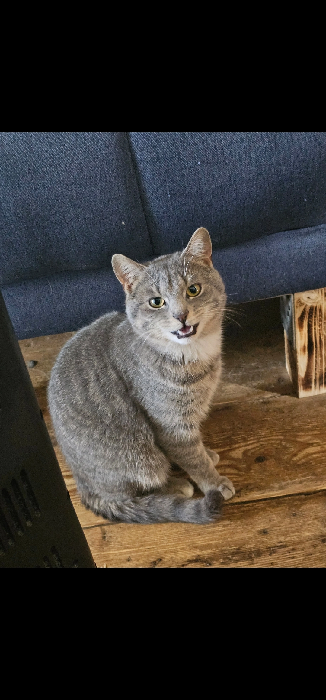 Rex - Heberndorf, Wurzbach