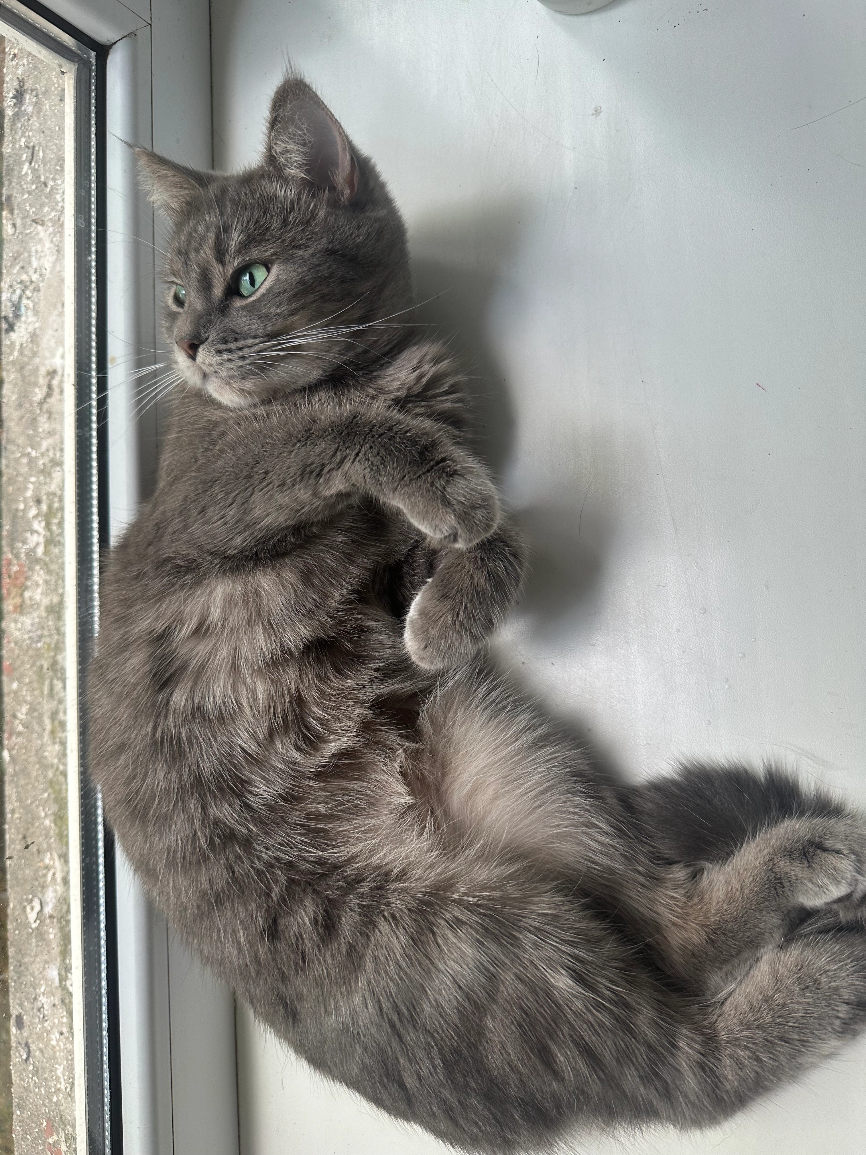 tommy - Strada Academiei, Chișinău