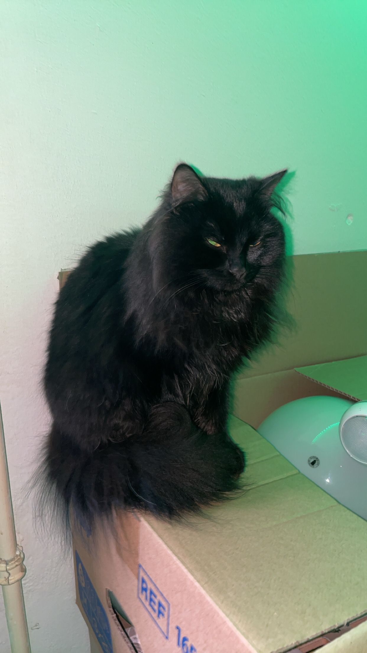 Wuschel  - Margeritenstraße, Schwandorf