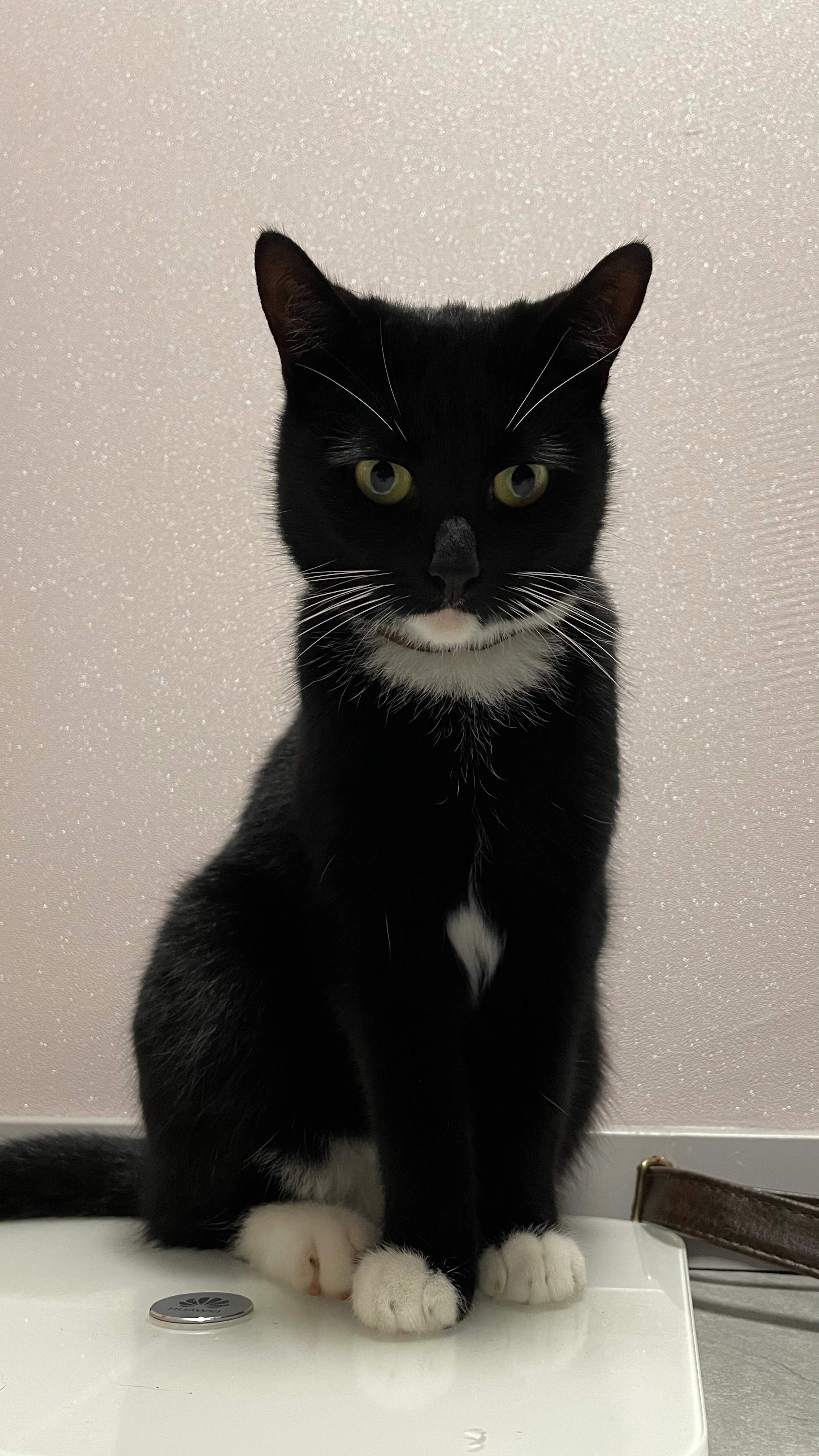 Bella - Heideweg 1, Meppen