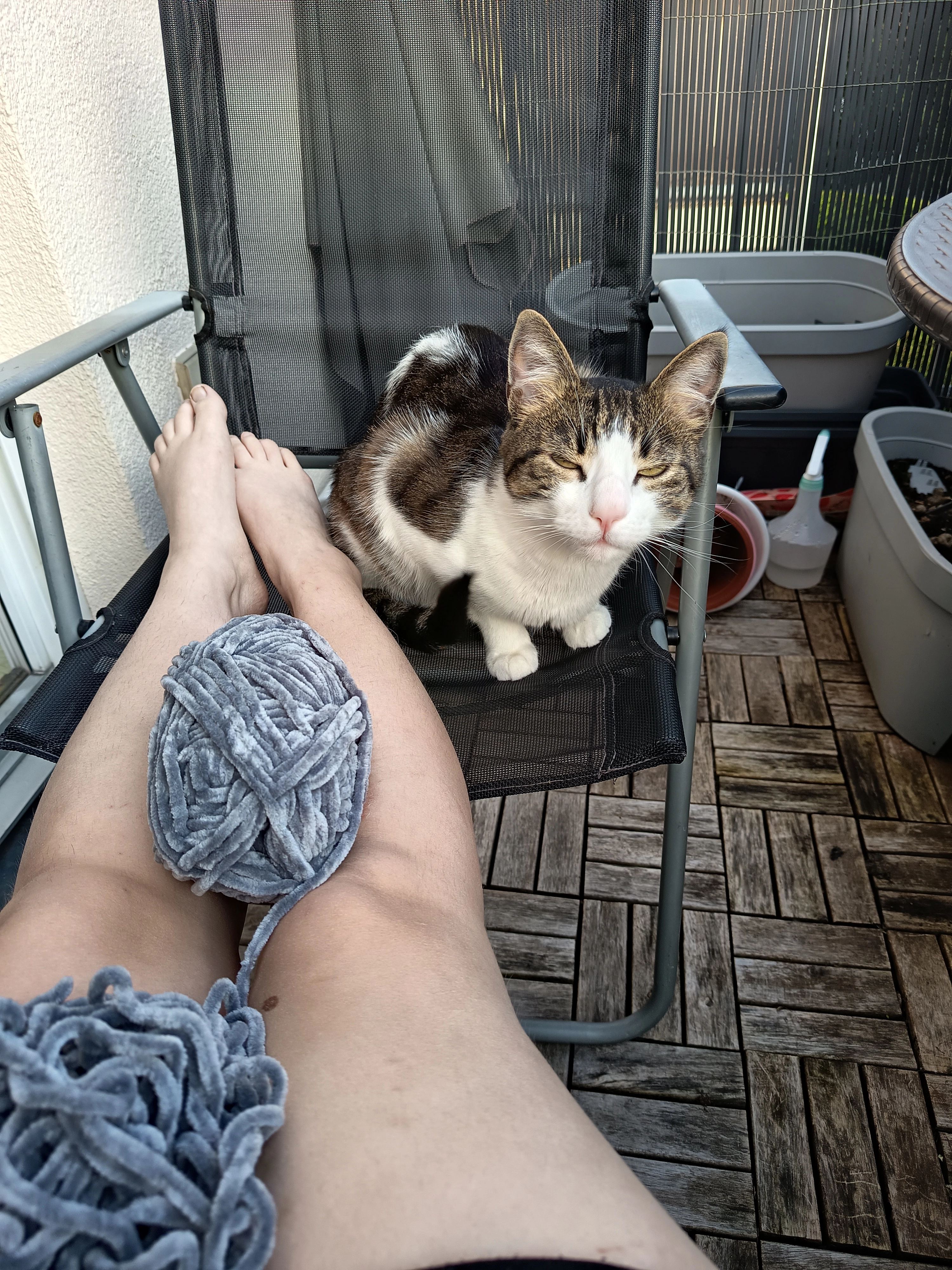 Milo - Briesnitzer Höhe, Dresden