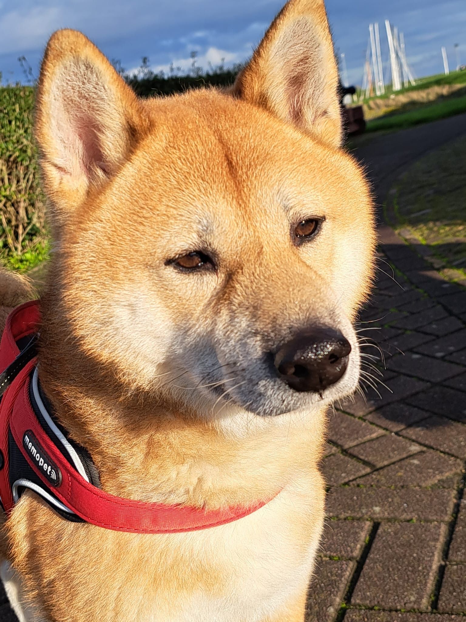 Milo - Krabstraat, Zierikzee