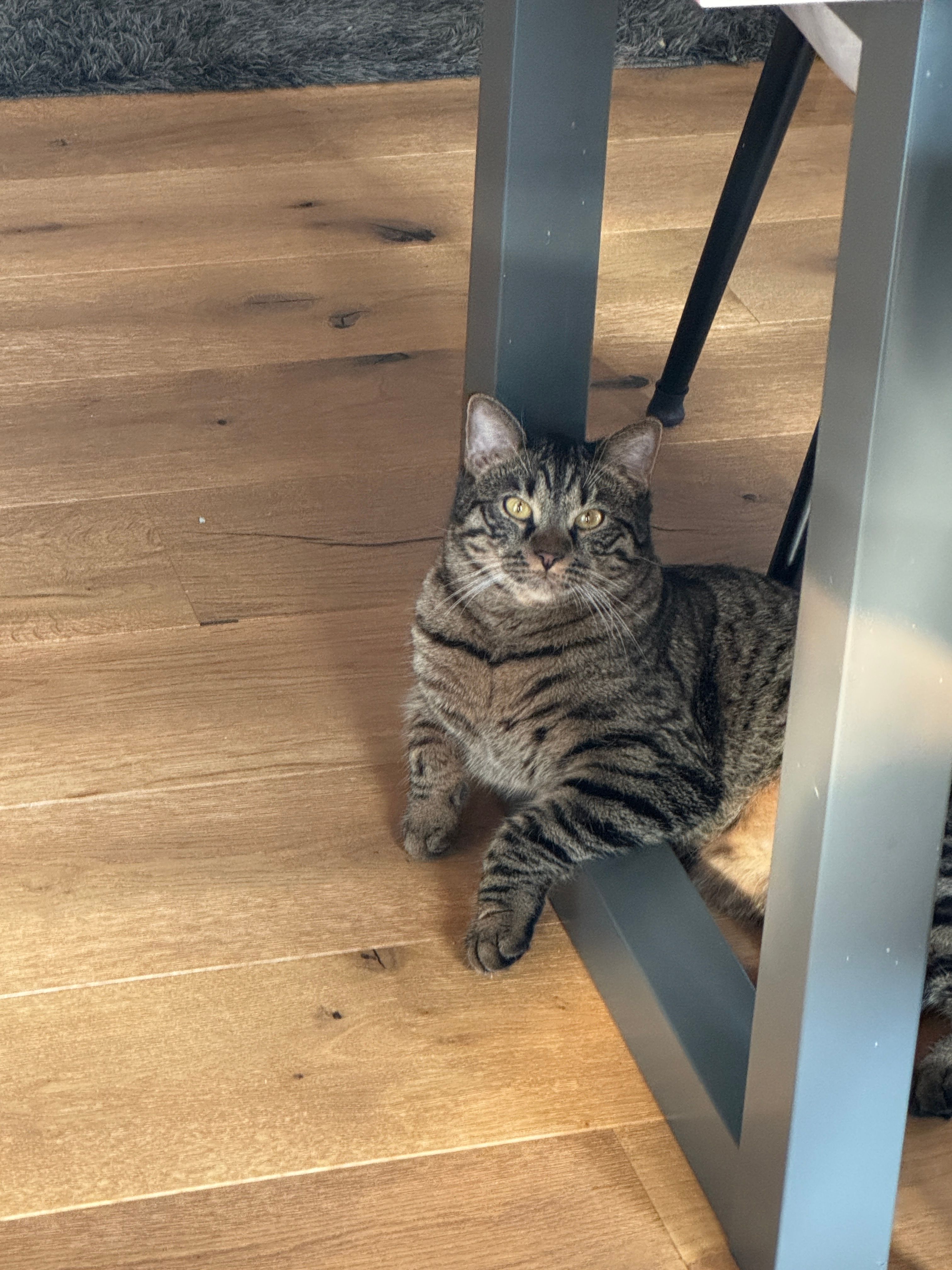 Jimmy - Szarstraße, Dingolfing