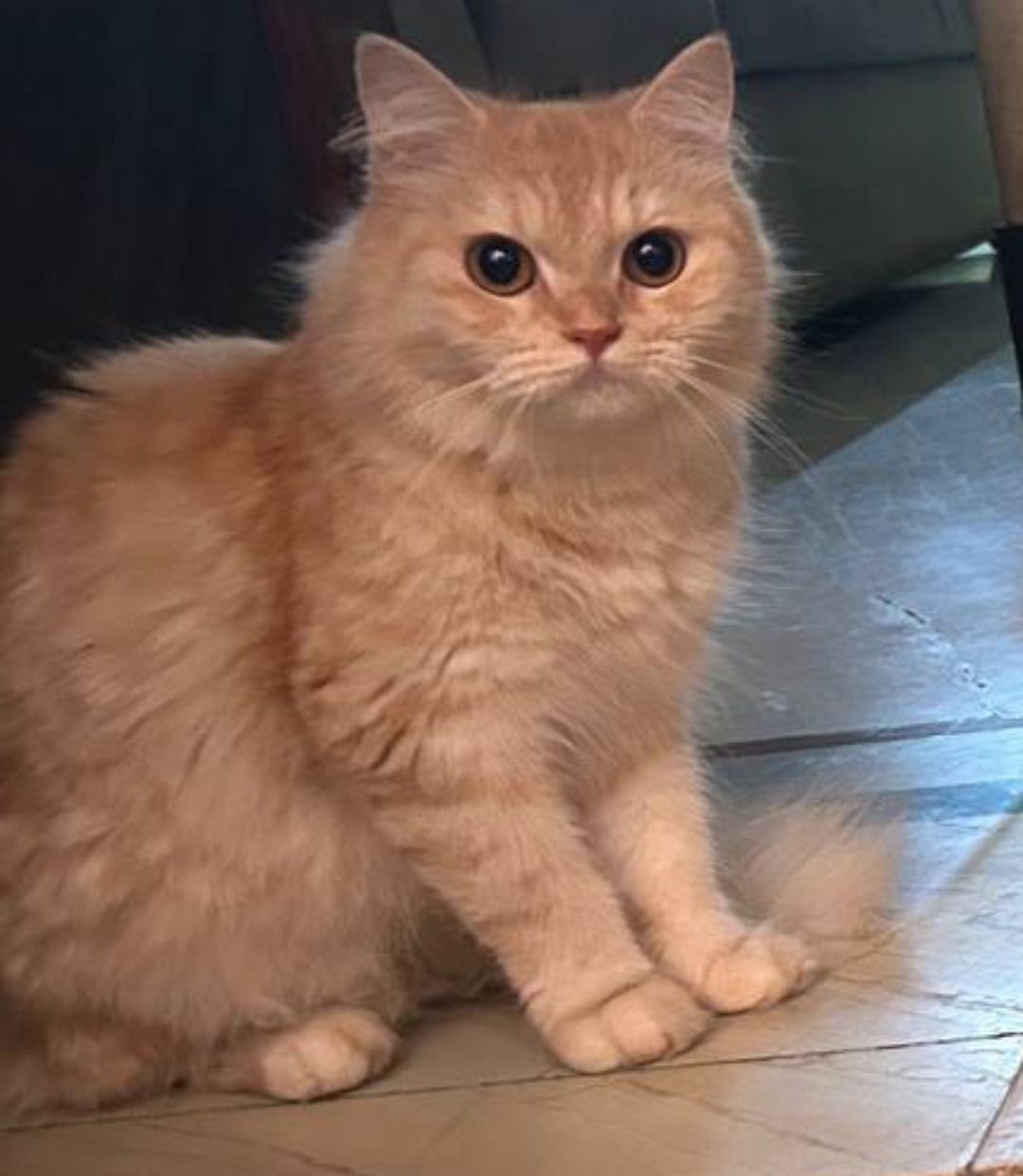 Friskie - Kanpur Bypass, Kanpur