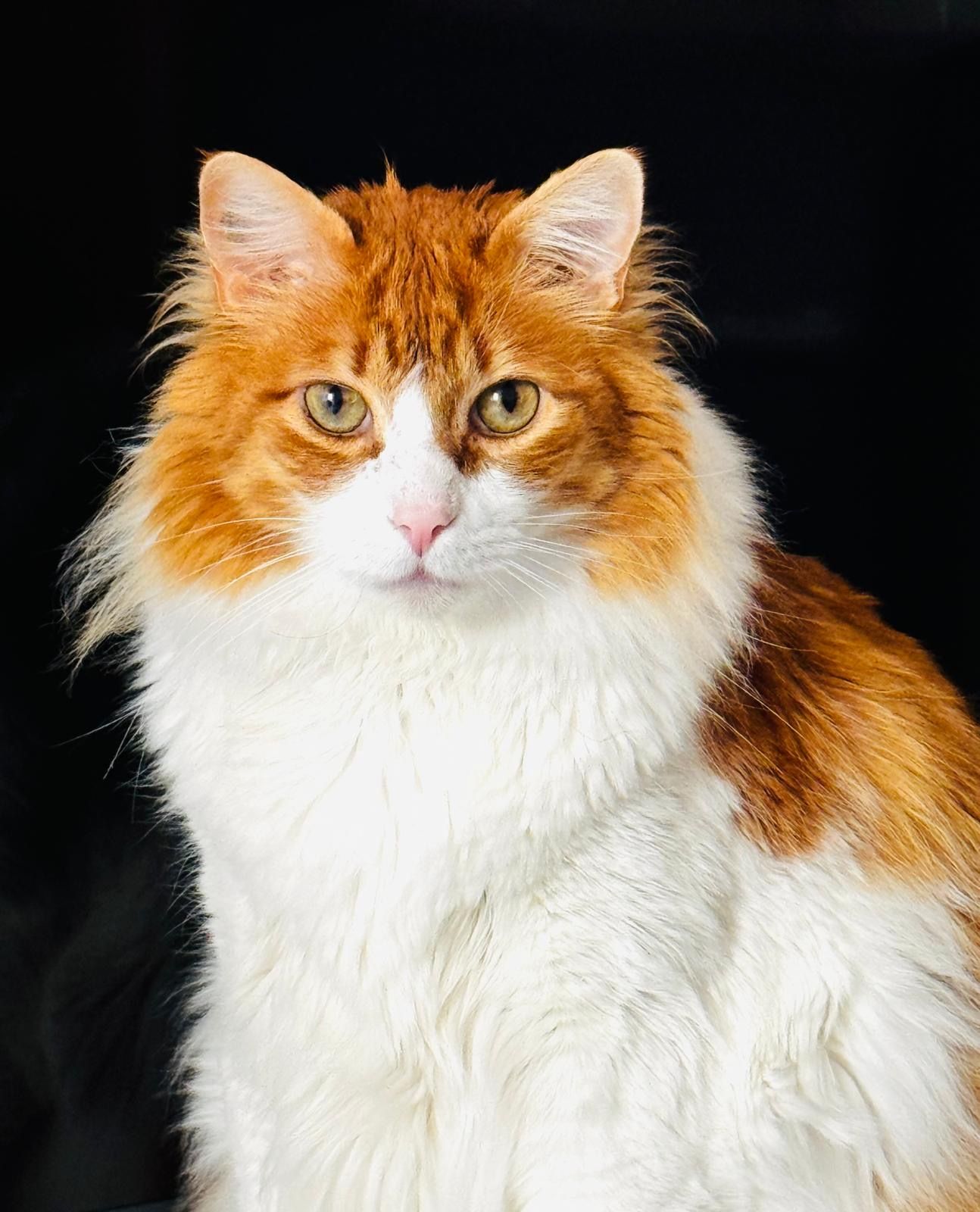 OTTO - Carrer 3 26, Castelldefels