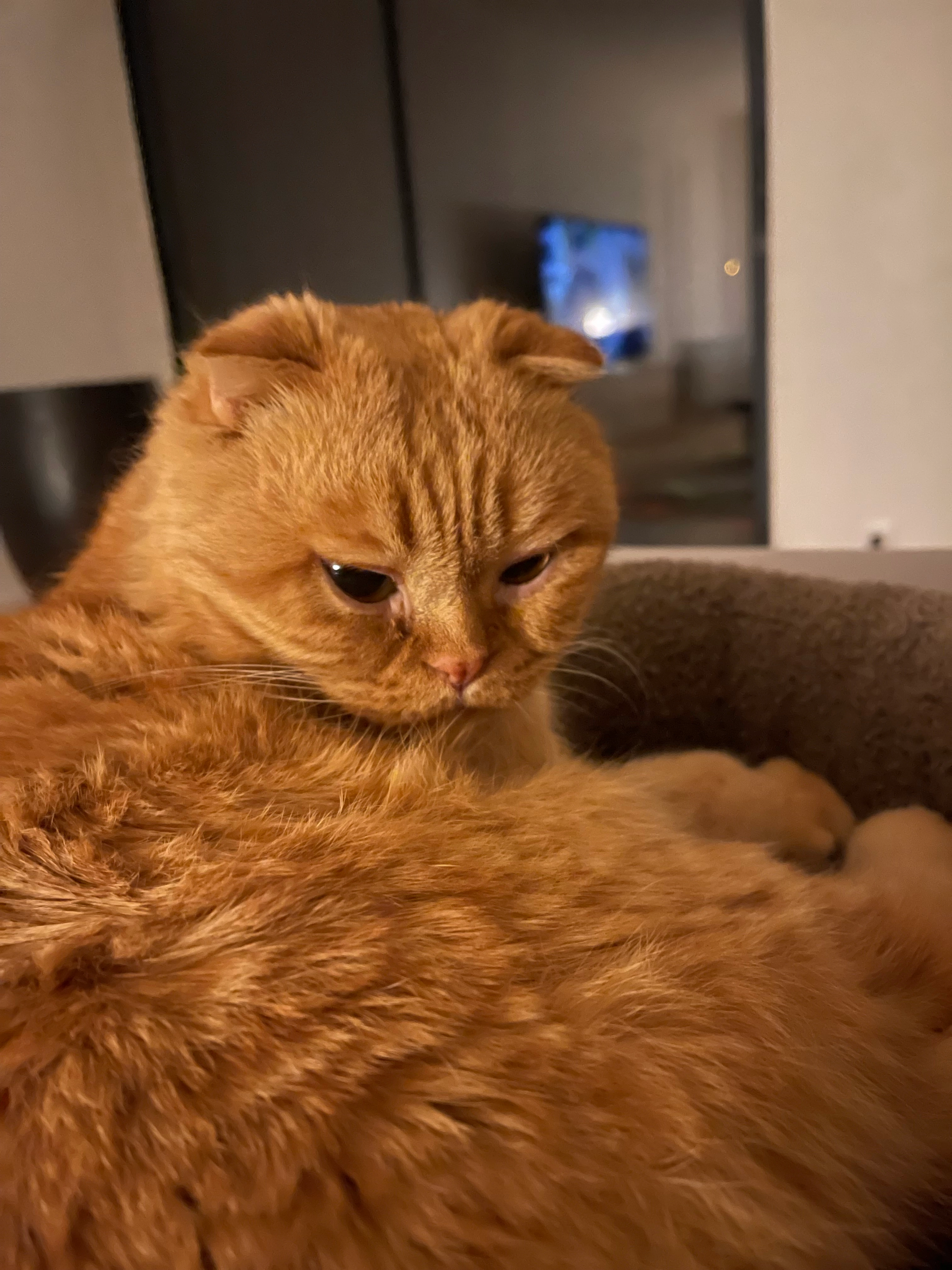 Gustave - 25 Rue de la Vallée, Fontaine-le-Port