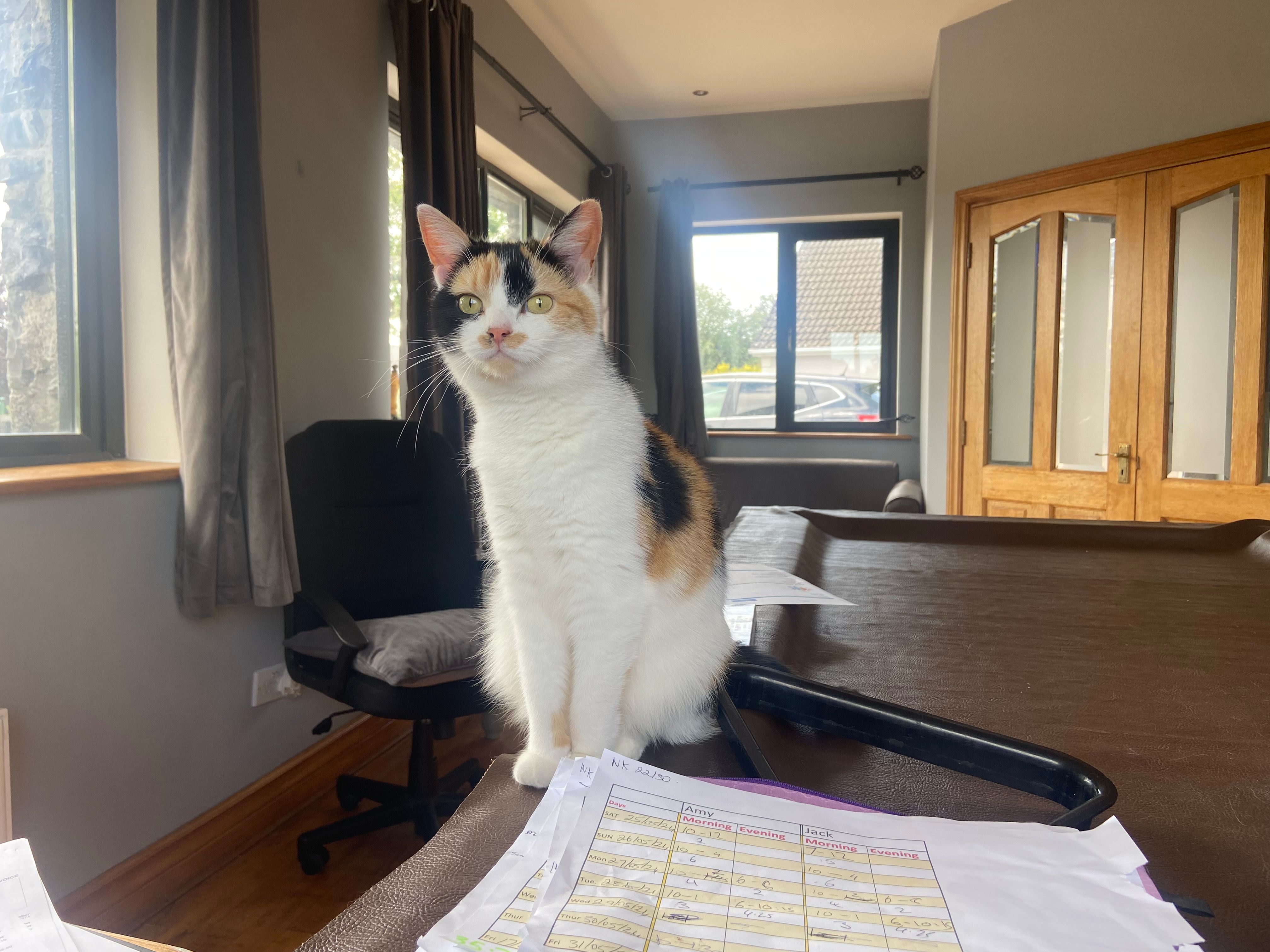 Missy  - L6198, Claregalway