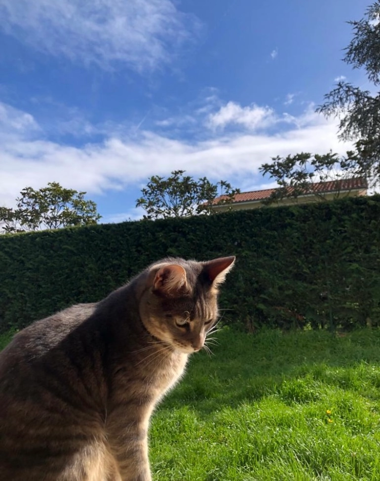 Ulysse - 1 Impasse de la Passementerie, Fontanès