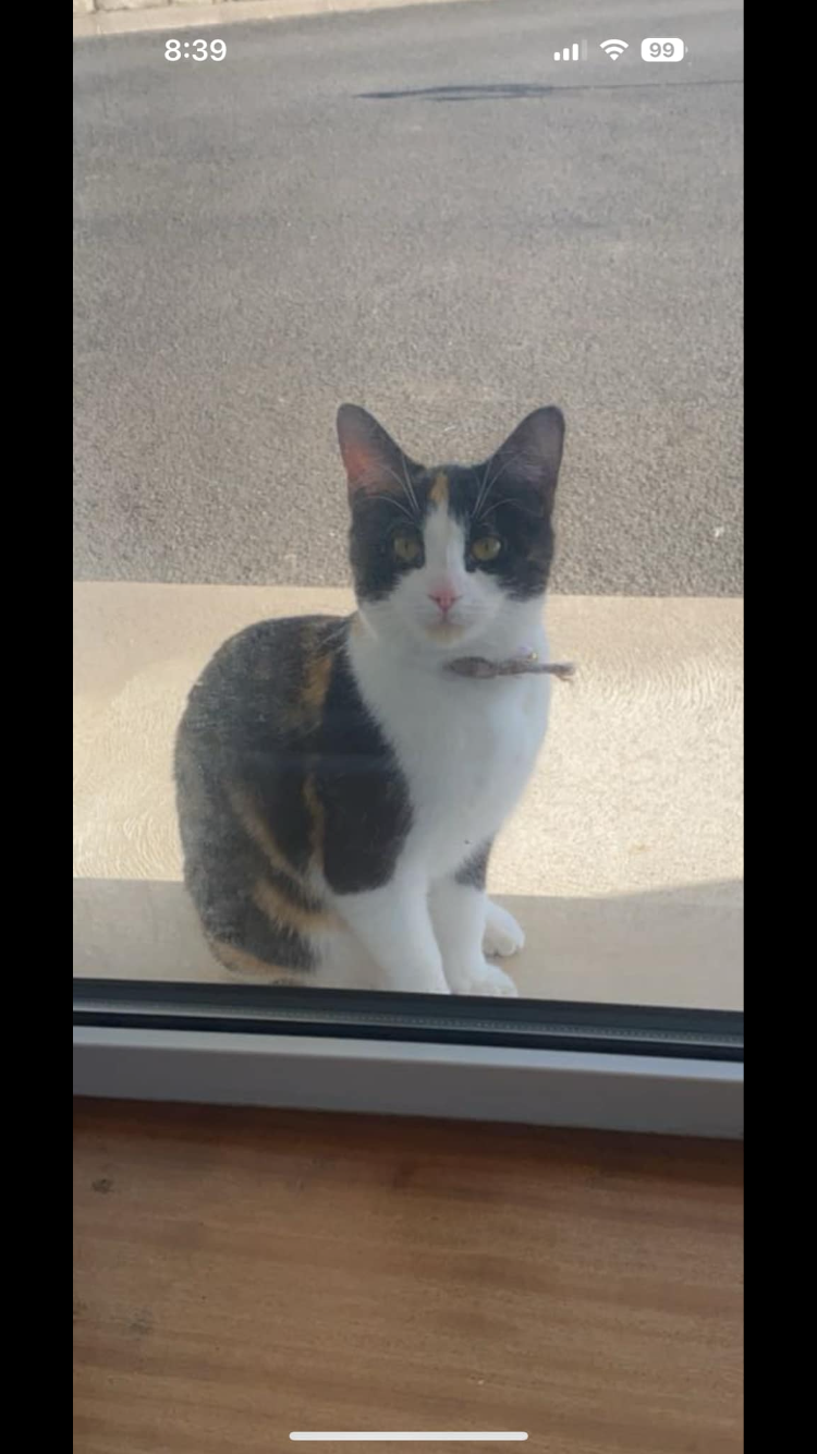 Cutey - Reaghan Road, Omagh