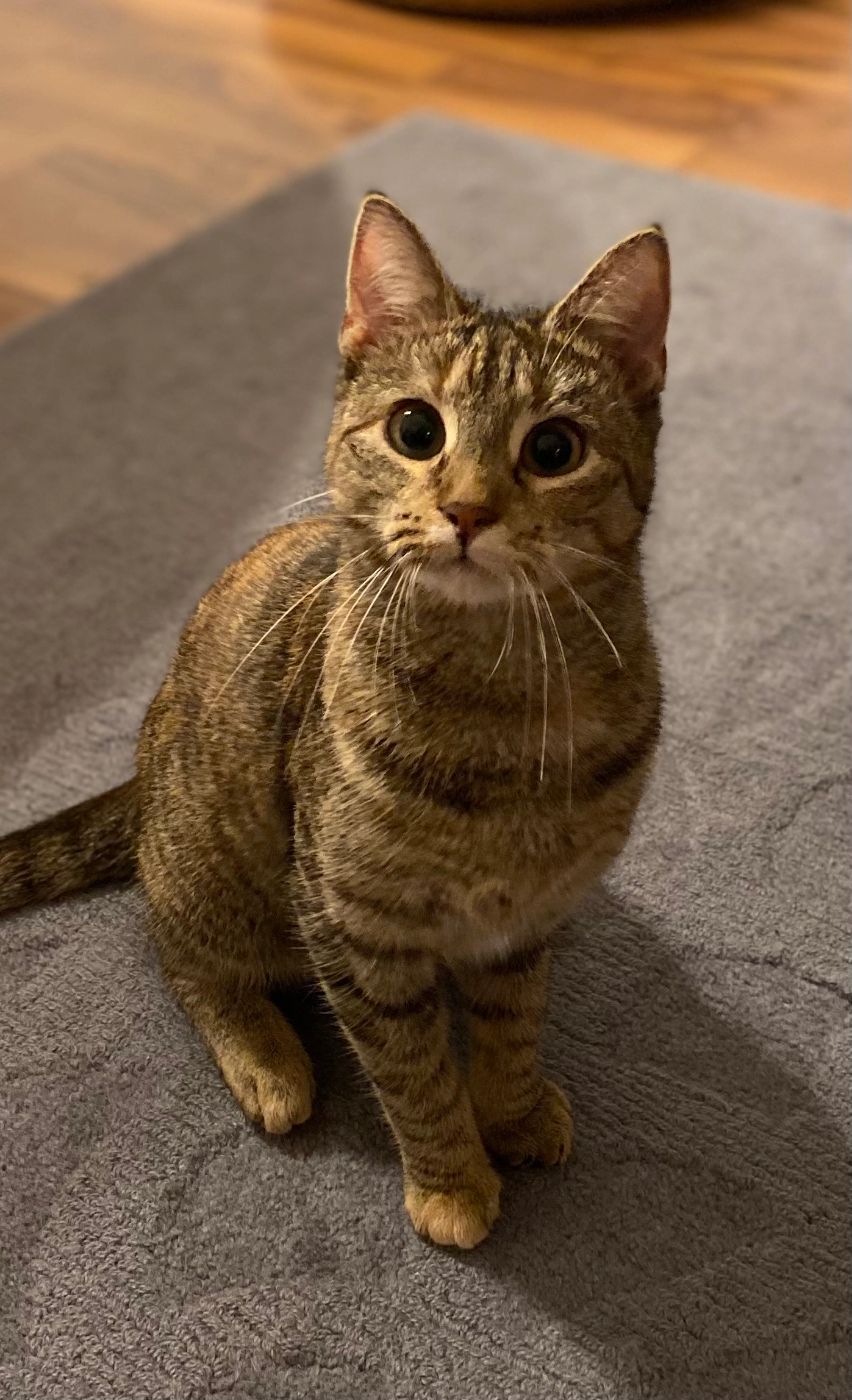 Mimmi - Kronprinzenstraße, Dortmund