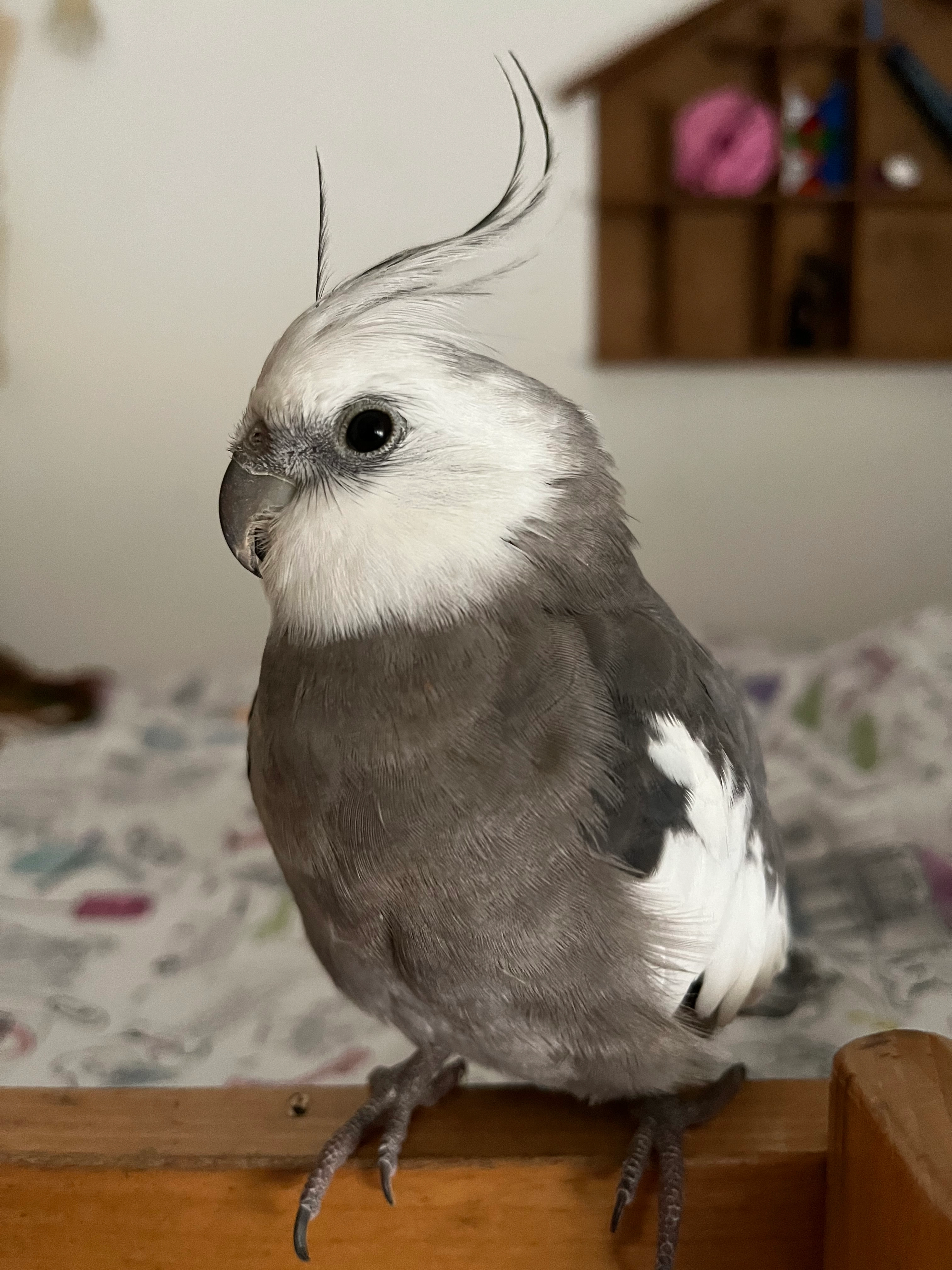 Pumbo - Via Angelo Mazzi, Bergamo