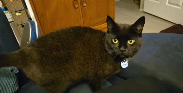 Lyra Nyx - Breezehurst Drive, Crawley
