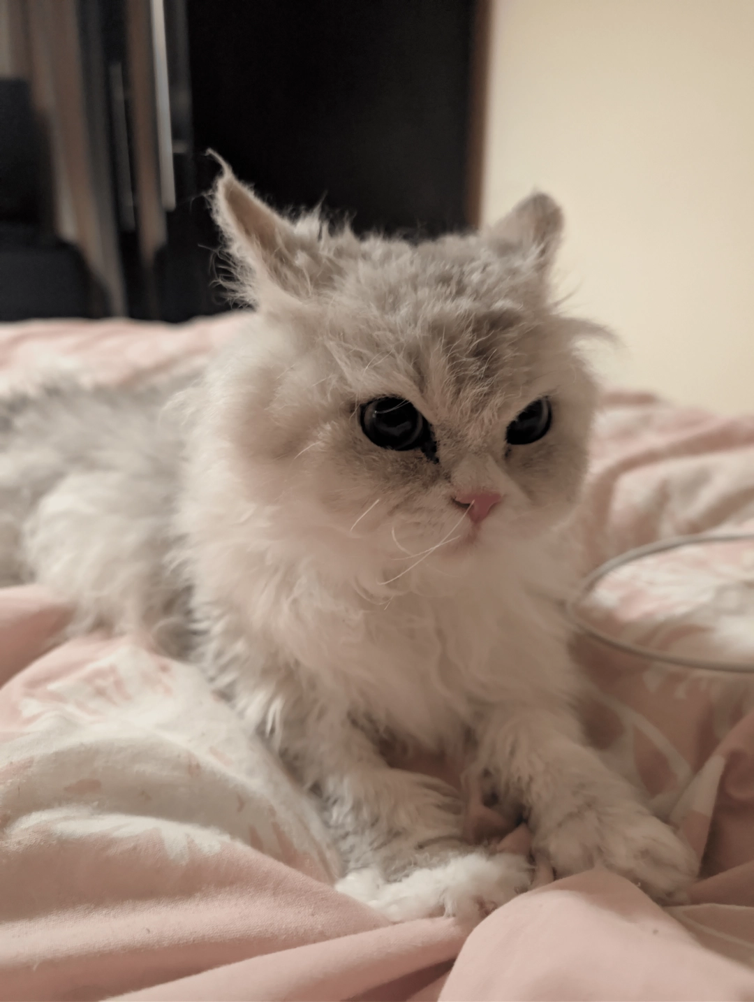 Bella - Chilton Square, Hereford