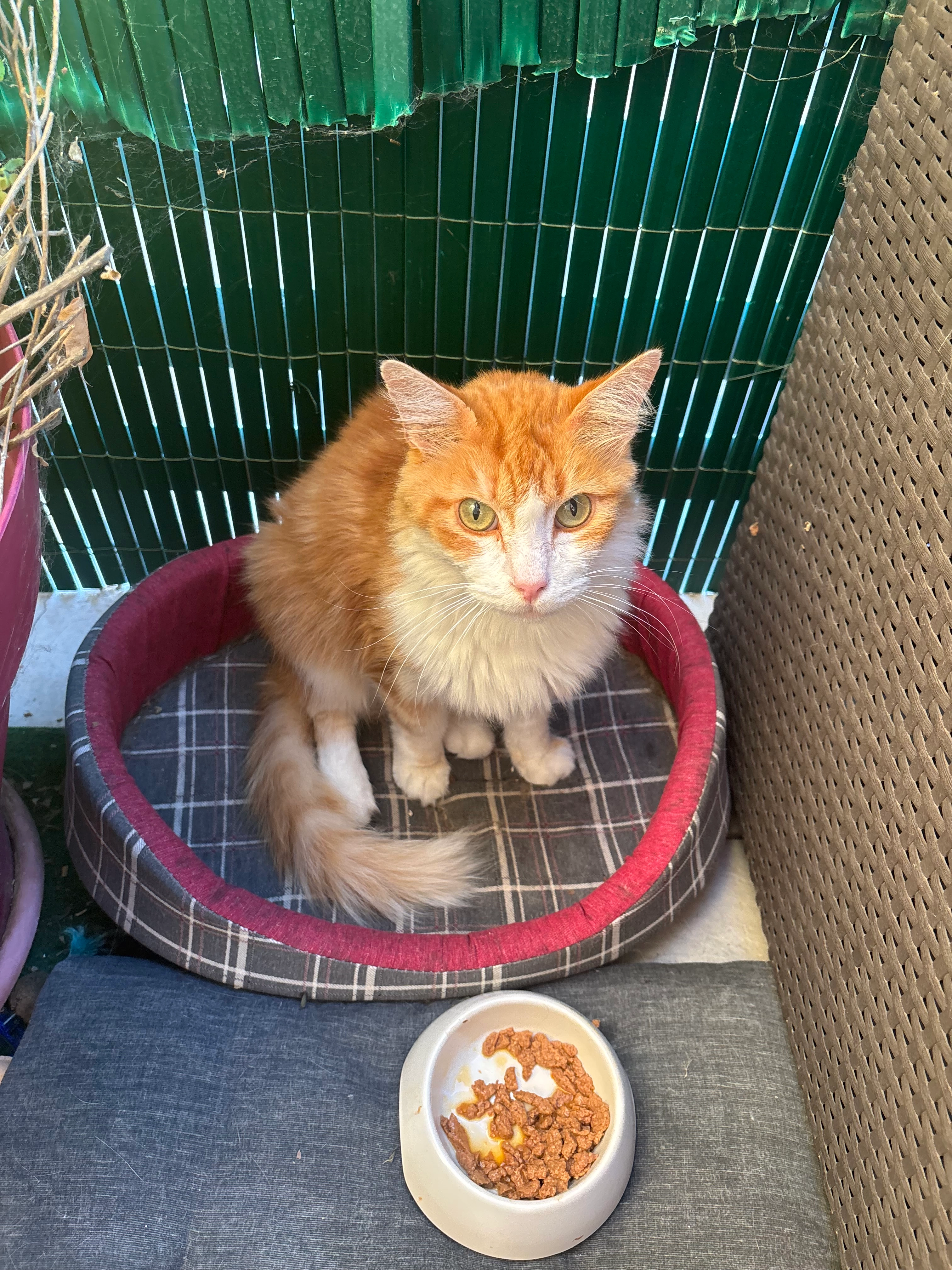 Simon - 13550, Noves