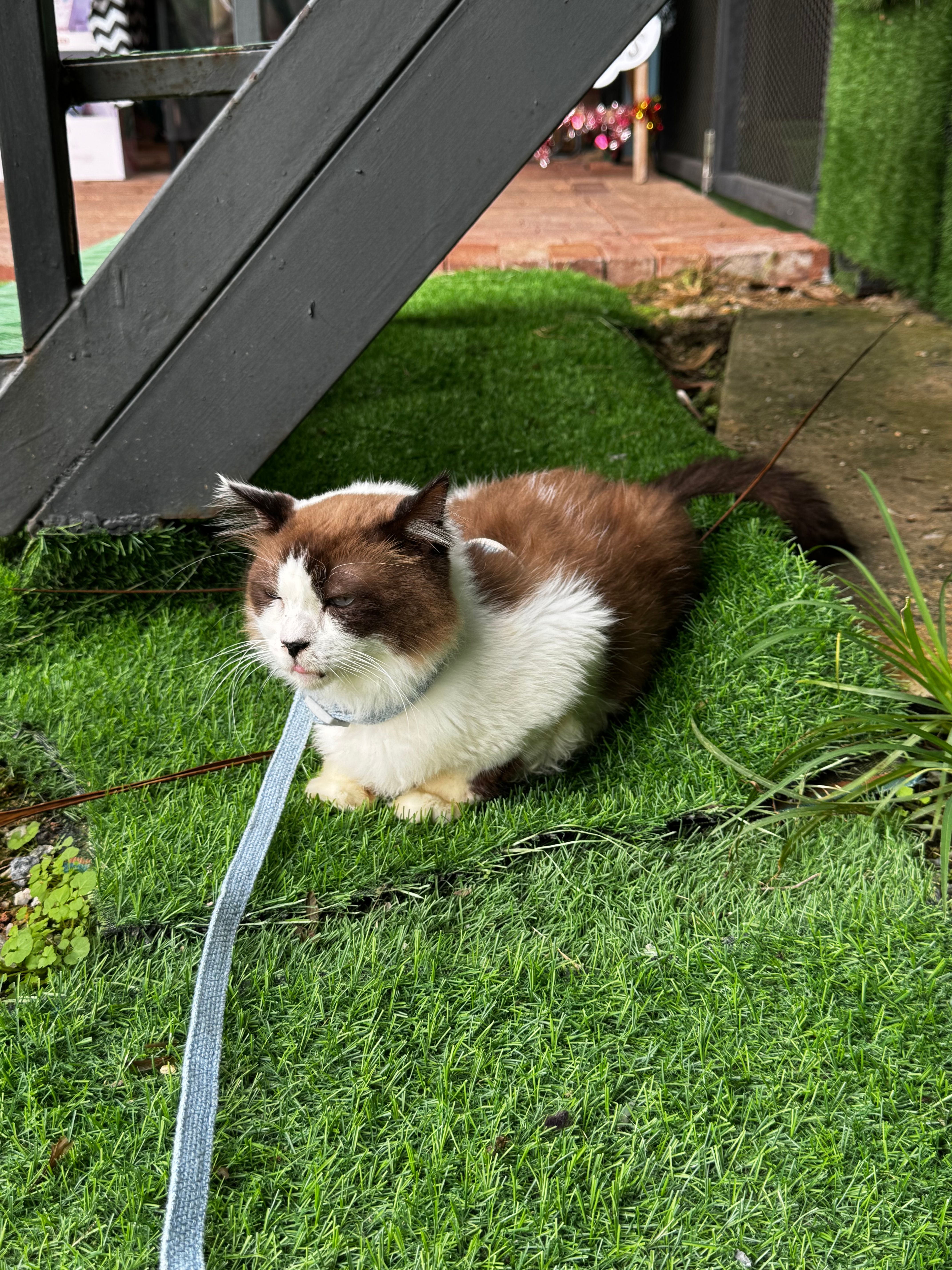 Beary - Lot 12254, Jln Meranti, Genting View Resort, 69000 Genting Highlands, Pahang, Genting Highlands