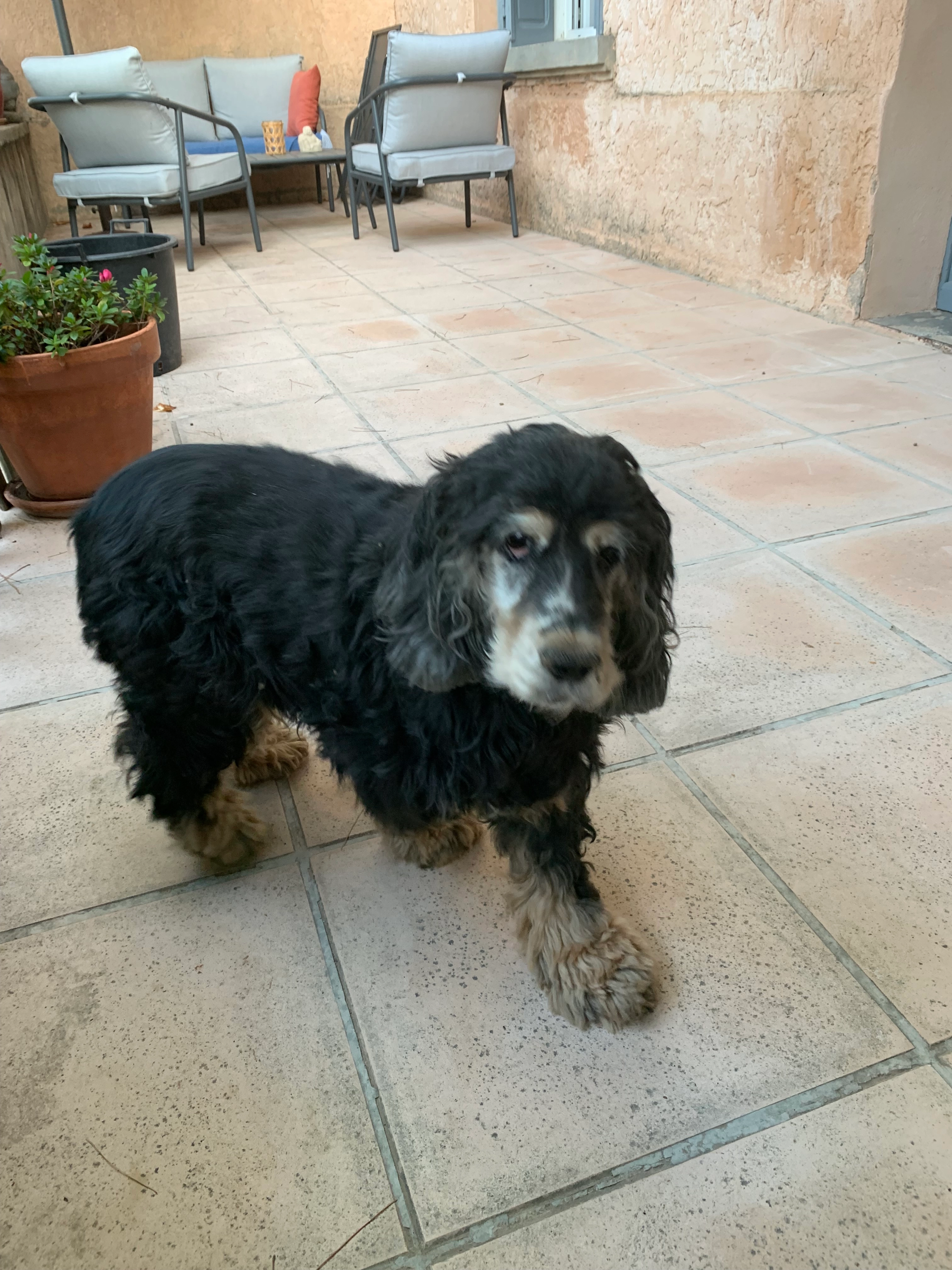 Lili  - 526 Route de Saint-Pierre-de-Vassols, Mazan