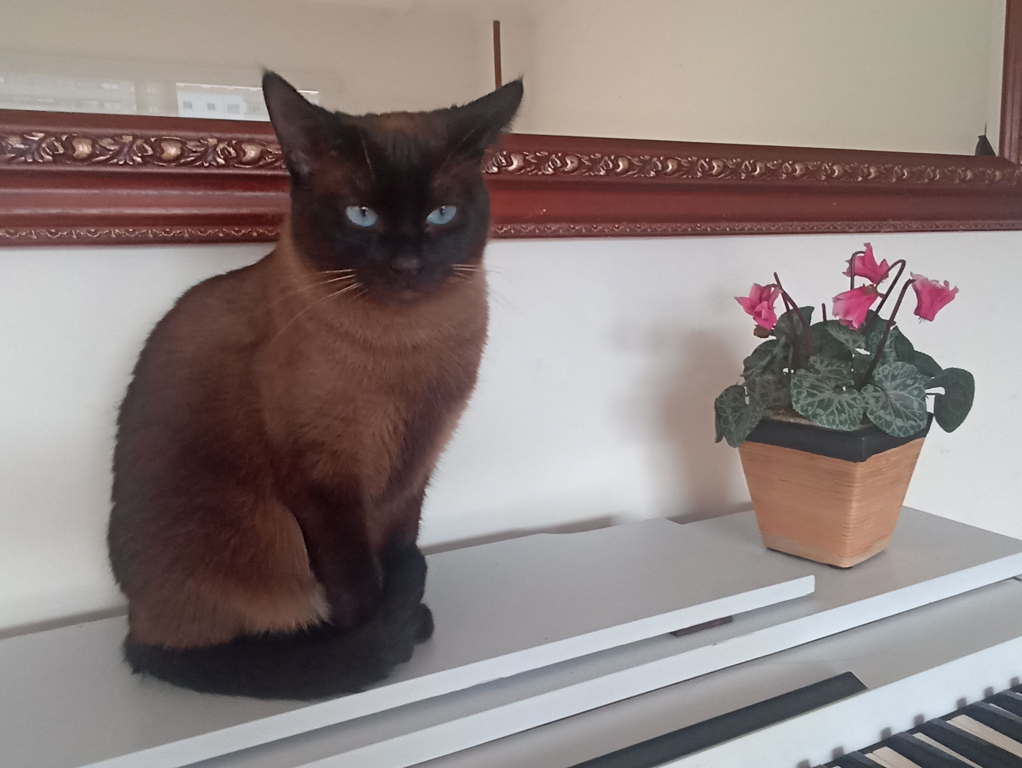 Troya - Rúa do Pintor Laxeiro, Pontevedra