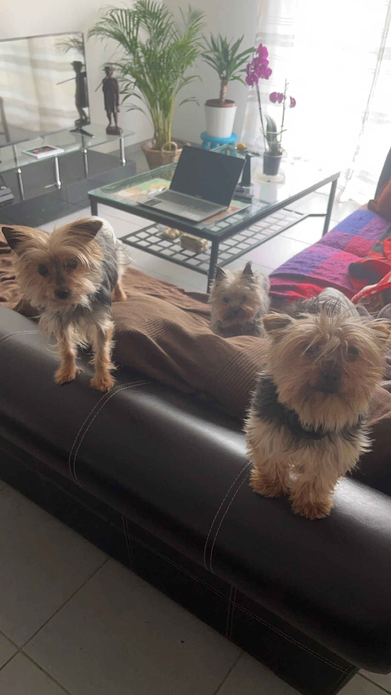 Simba - 2620 Route du Plantaurel, Labarthe-sur-Lèze