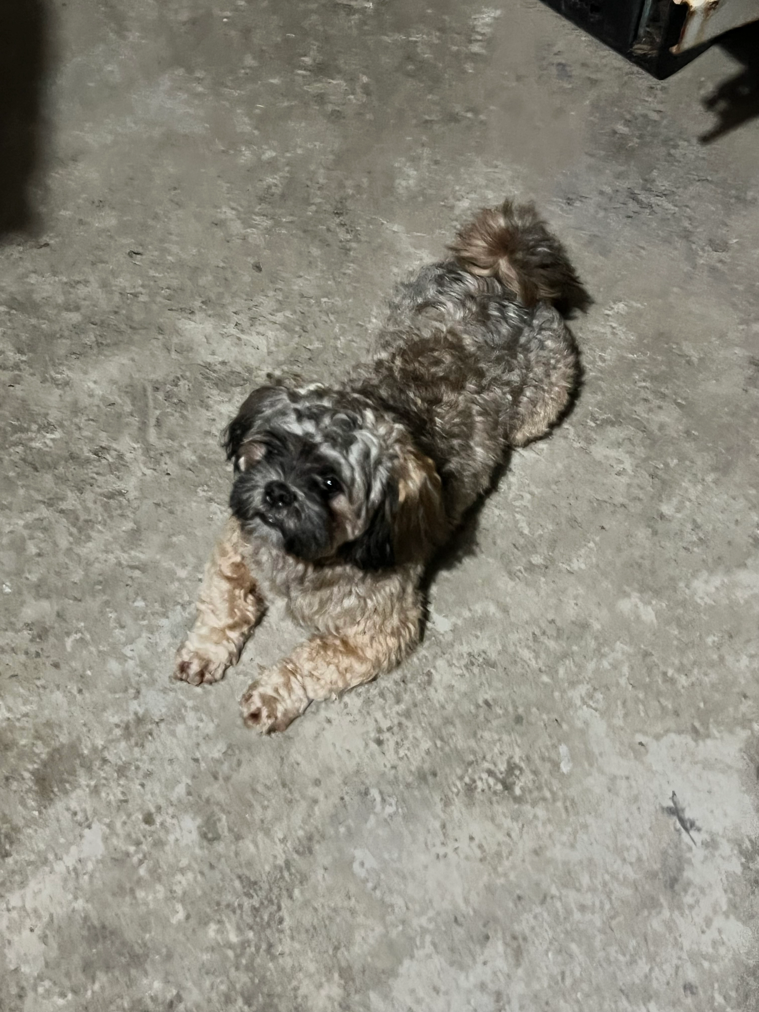 Puffy - 486001, Rewa