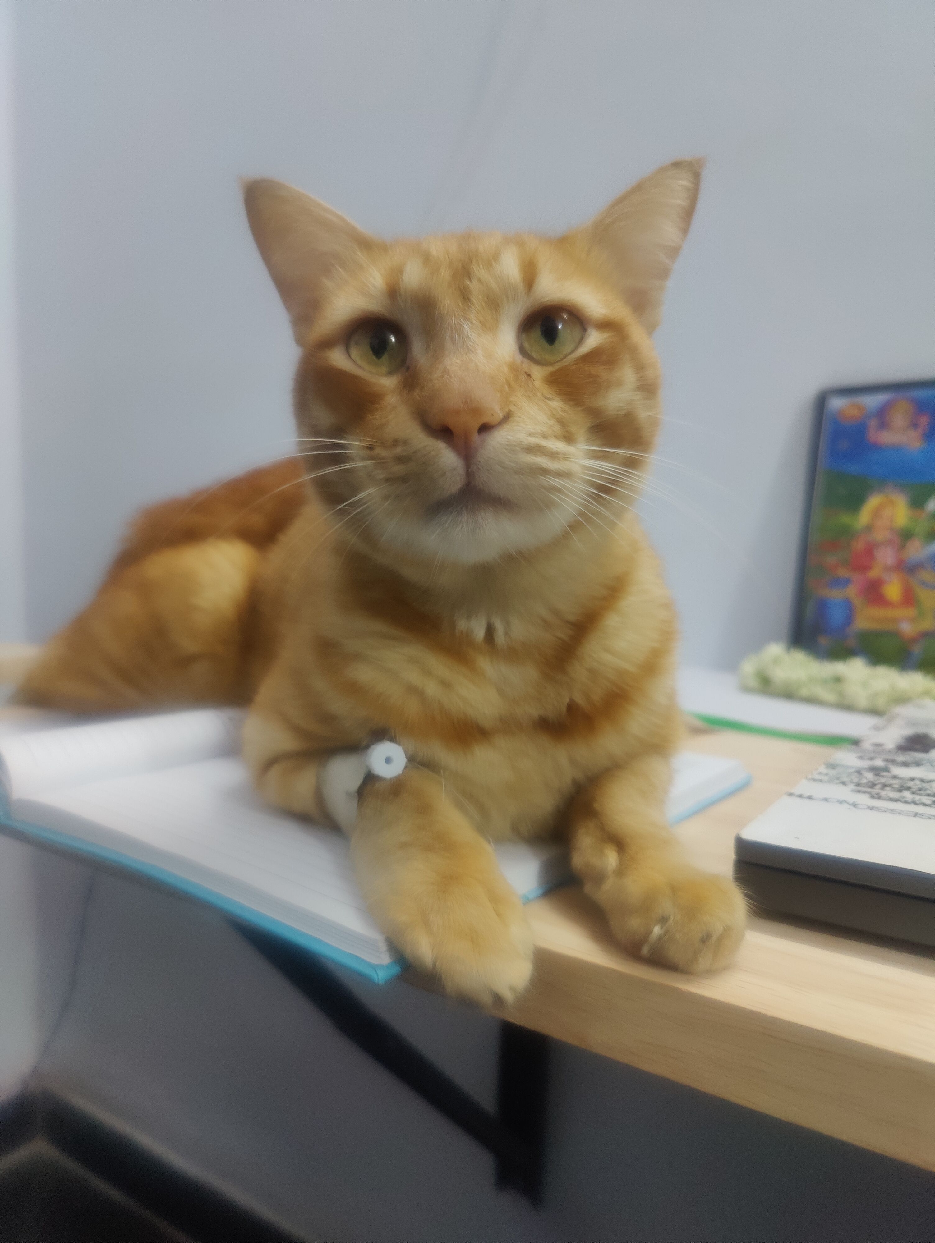 Milo  - 7th B Main Road, quater domlur. , Bengaluru