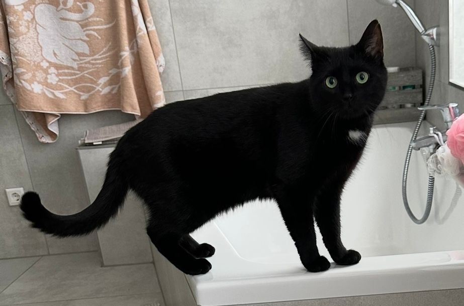 Tyson - Dickbrede, Lippstadt