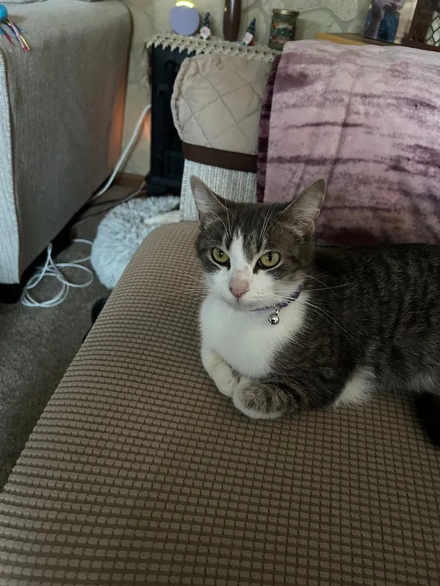 Molly - Farnham Avenue, Lincoln Park