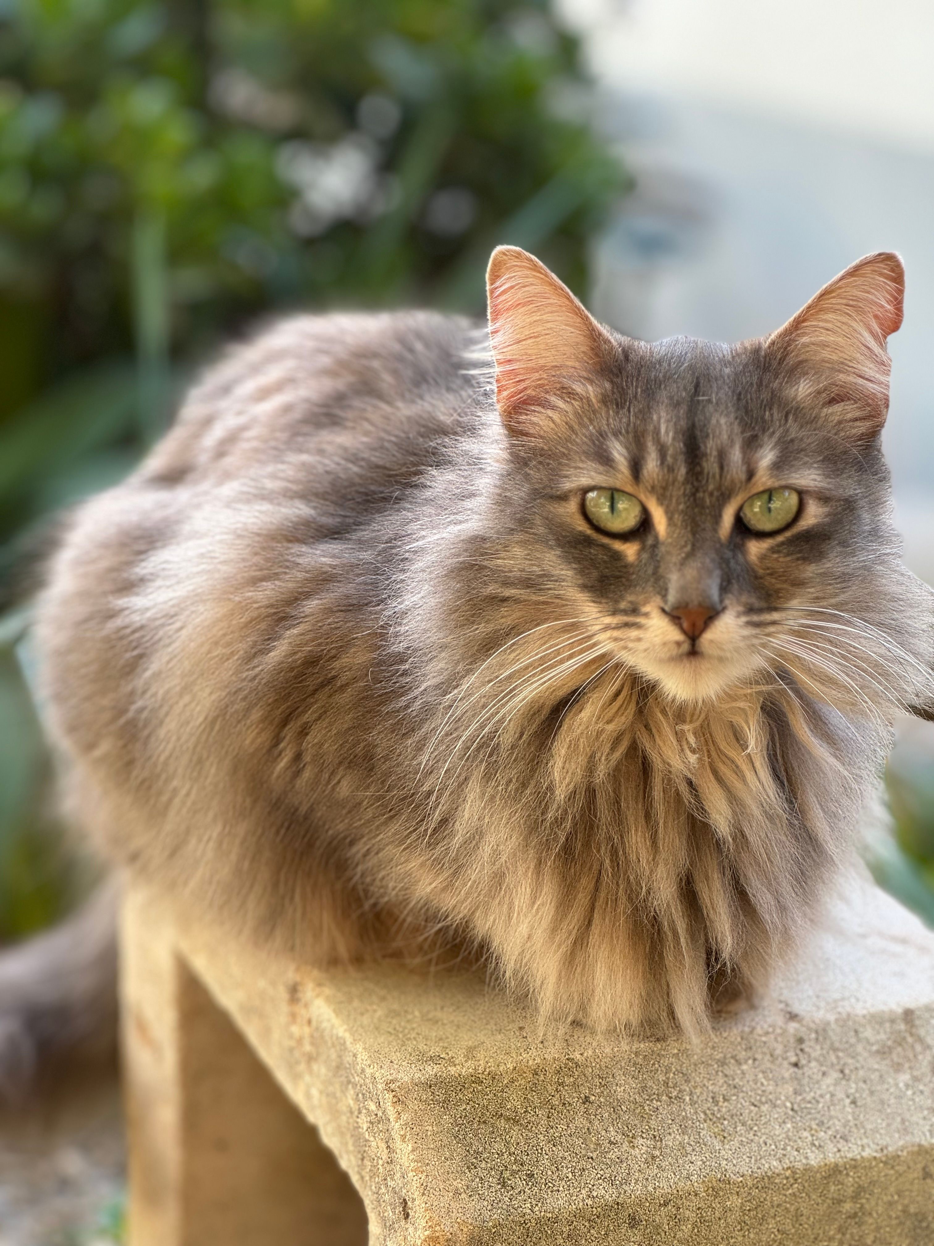 Griseta - Calle de Berenguer 12, Palma