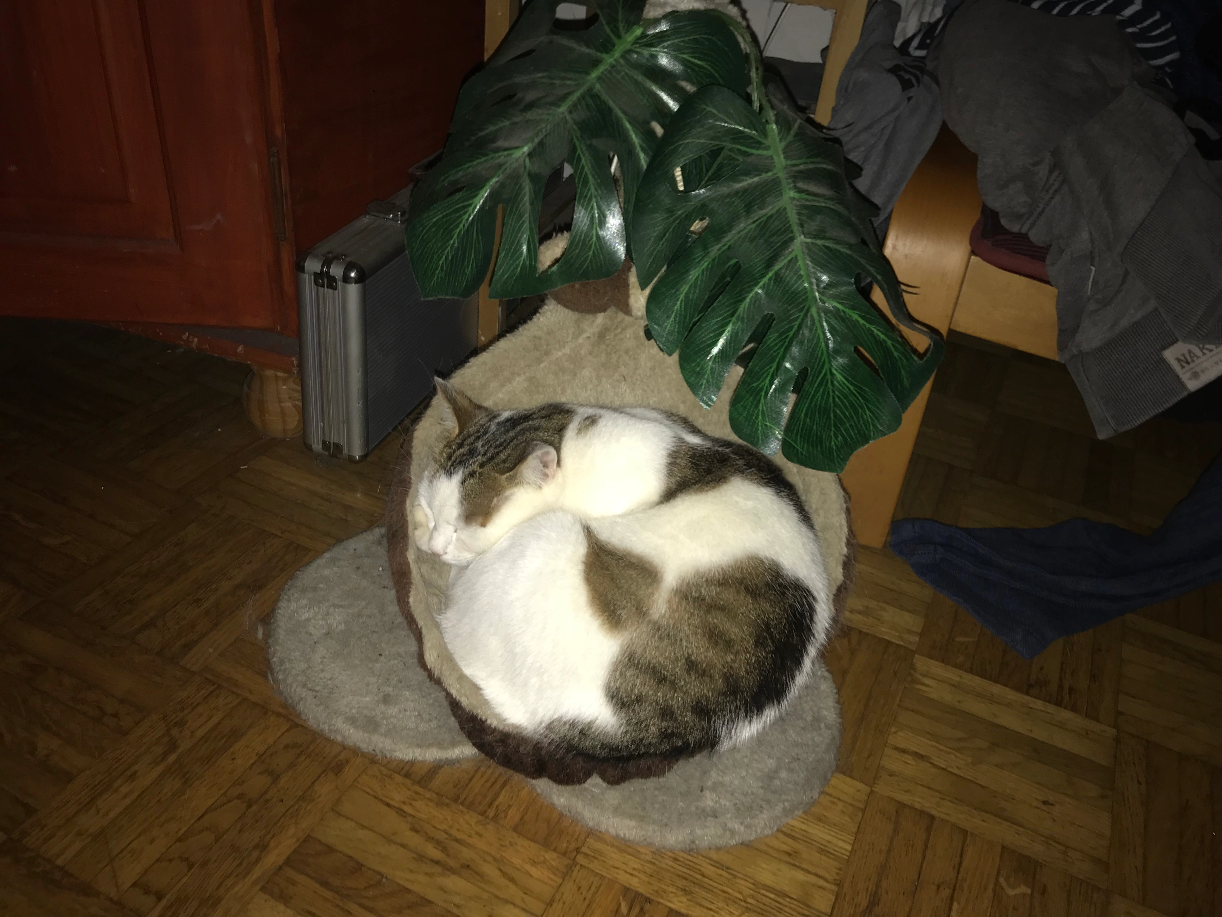 sissi - Traungauergasse 7, Graz