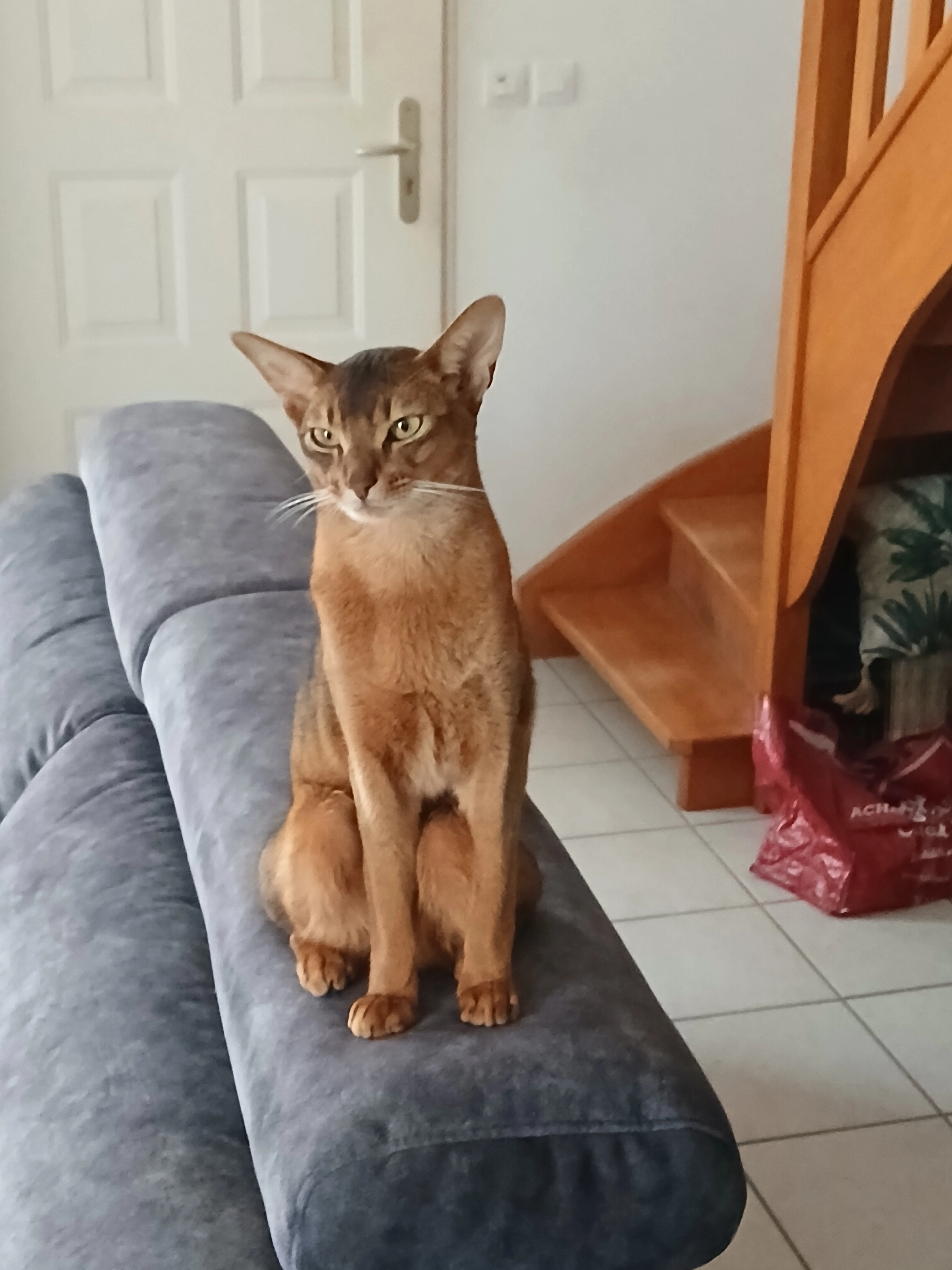 Viggo - Rue Commandant Cousteau, Plancoët