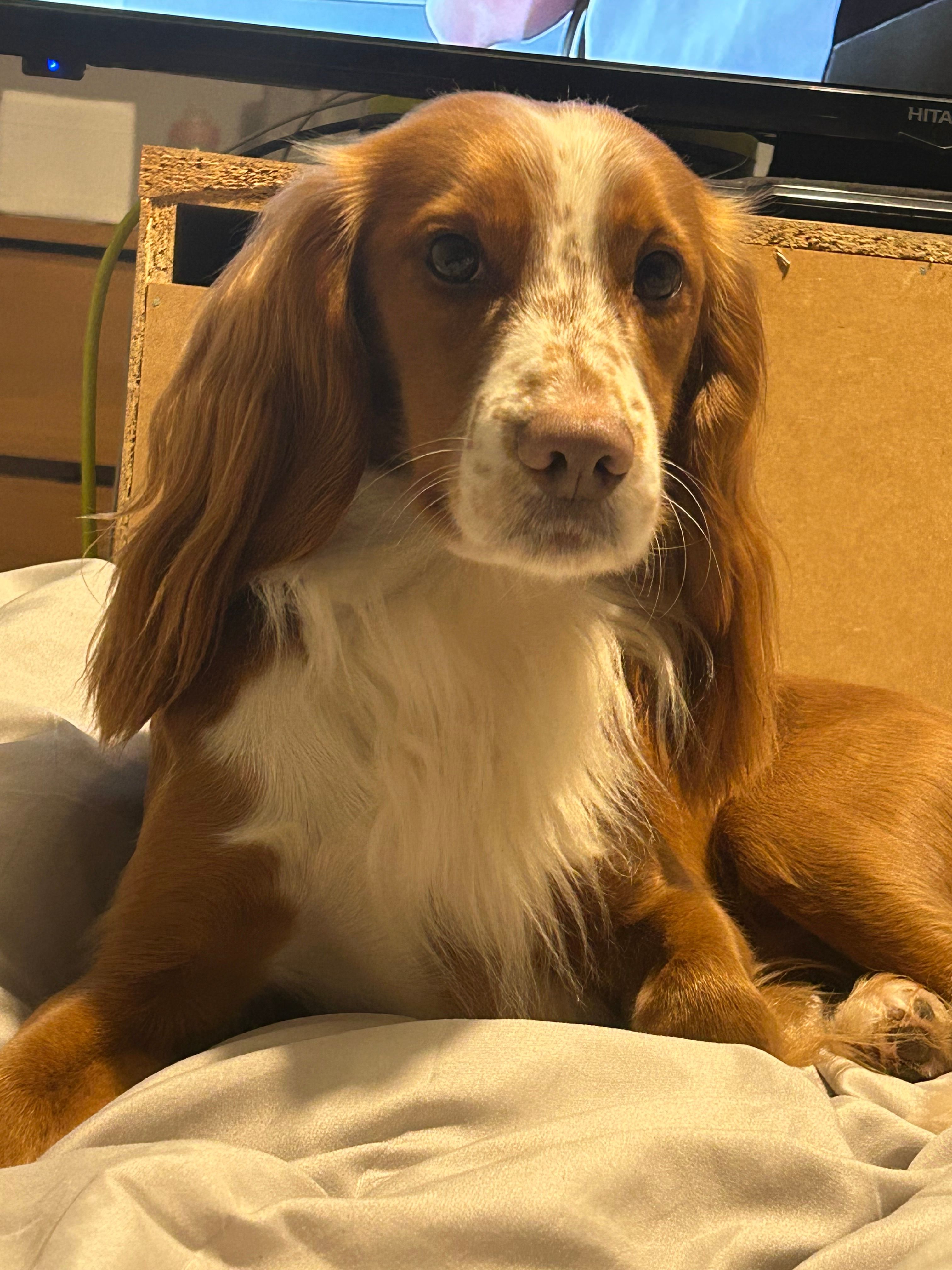 Beau - Linford Road, Ringwood