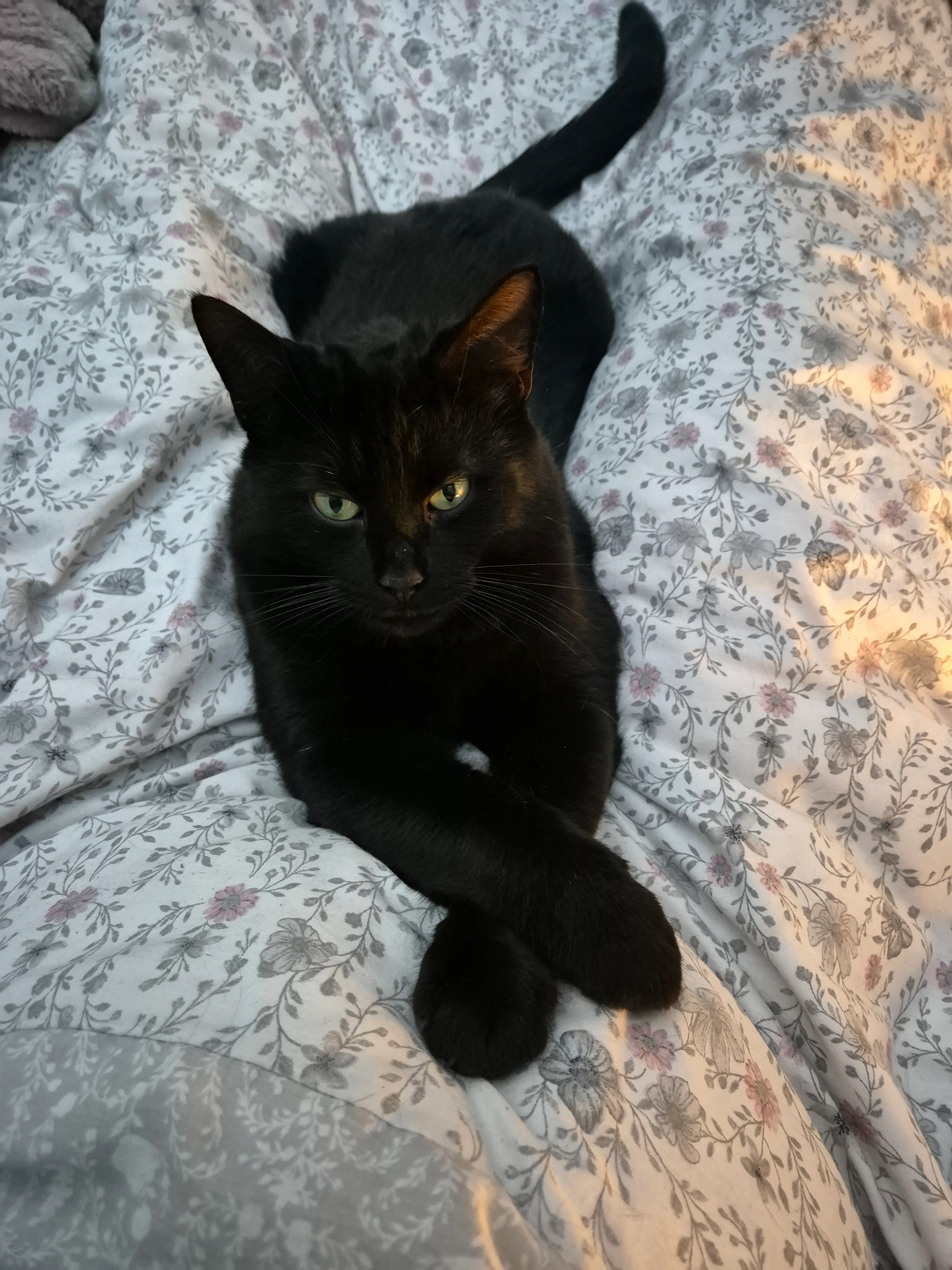 Binx - Dovedale Gardens, Leeds