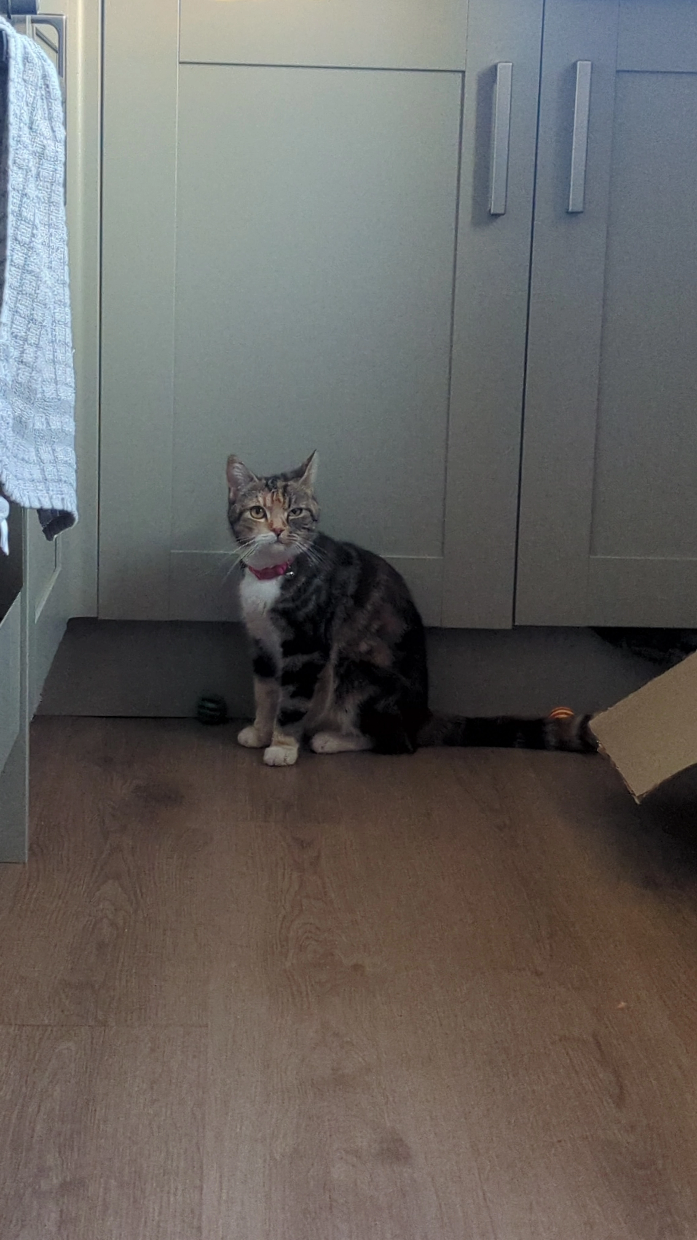 Asali - Hangleton Road, Hove