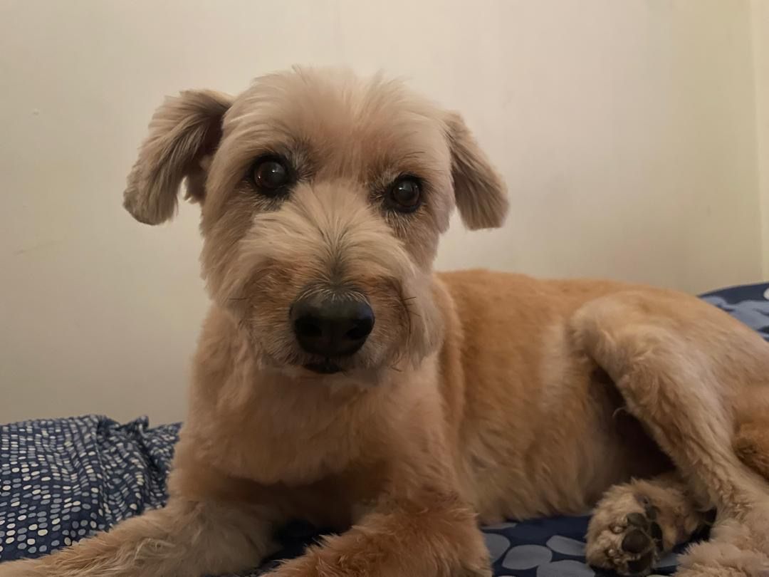 Brownie - 47610, Subang Jaya