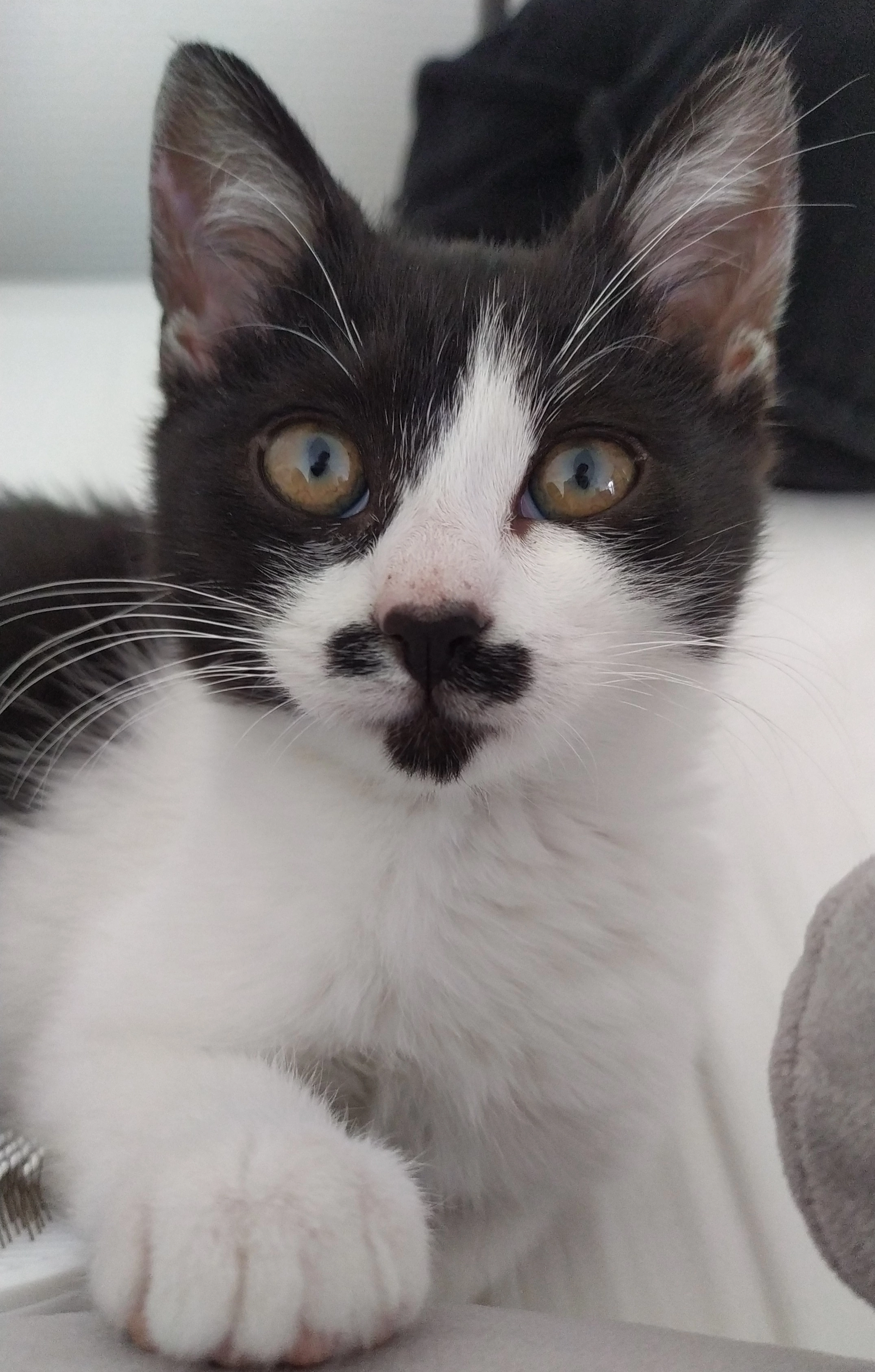 Puzzle - 19 Avenue de Lyon, Vichy