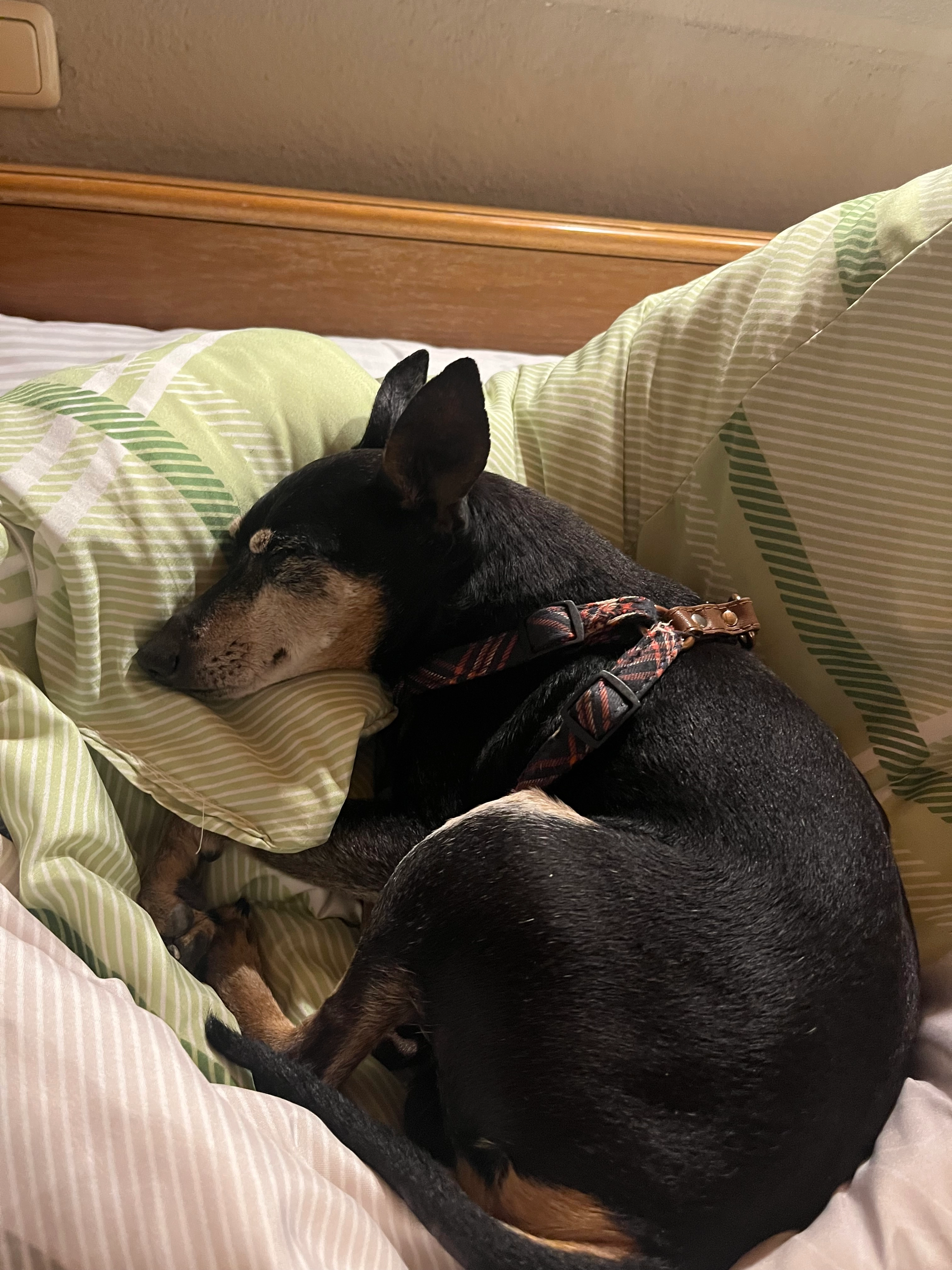 Kaprys - Fryent Grove, London